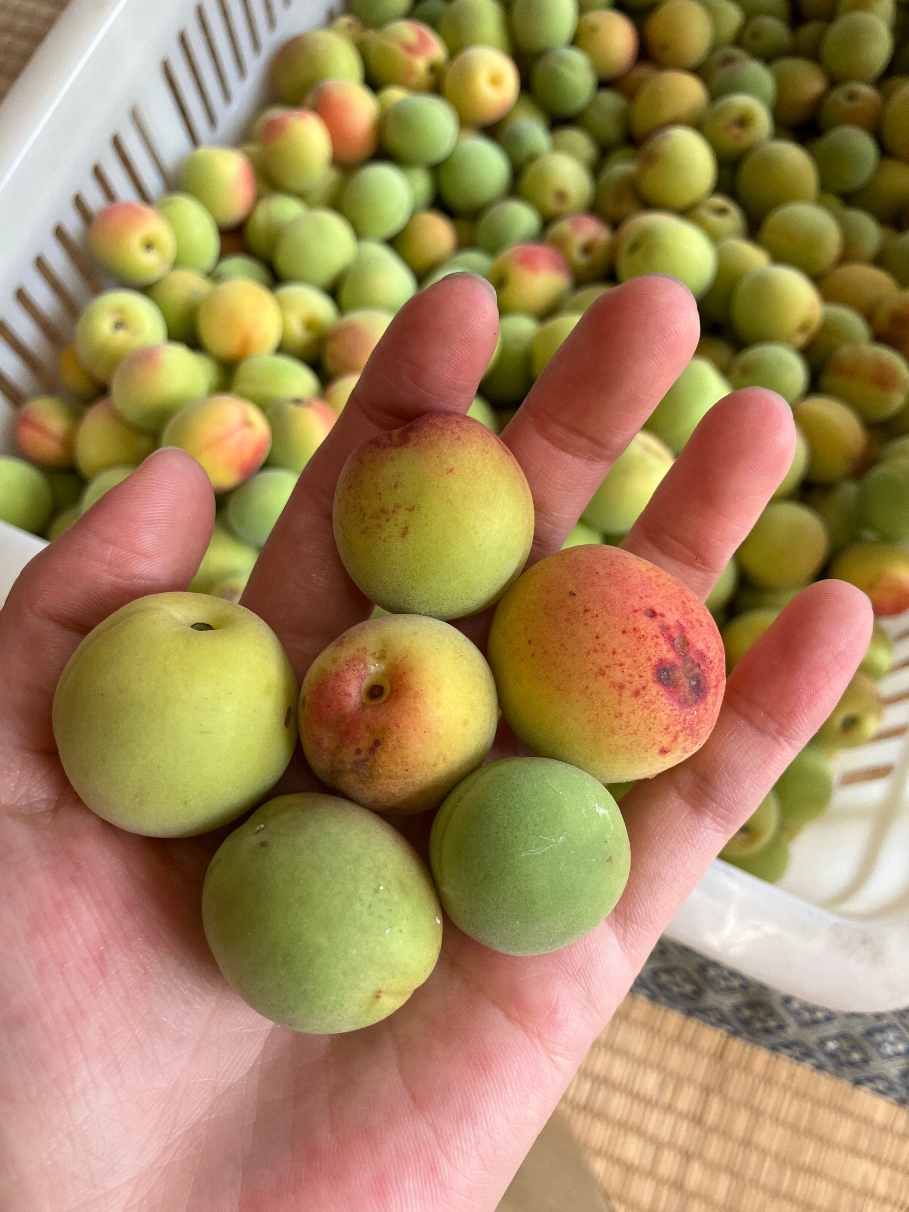 山形県産　幻の谷沢梅　10キロ　追熟梅　MLサイズ　農薬不使用　朝取り新鮮 食品 山形県産 幻の谷沢梅 10キロ 追熟梅 MLサイズ 農薬
