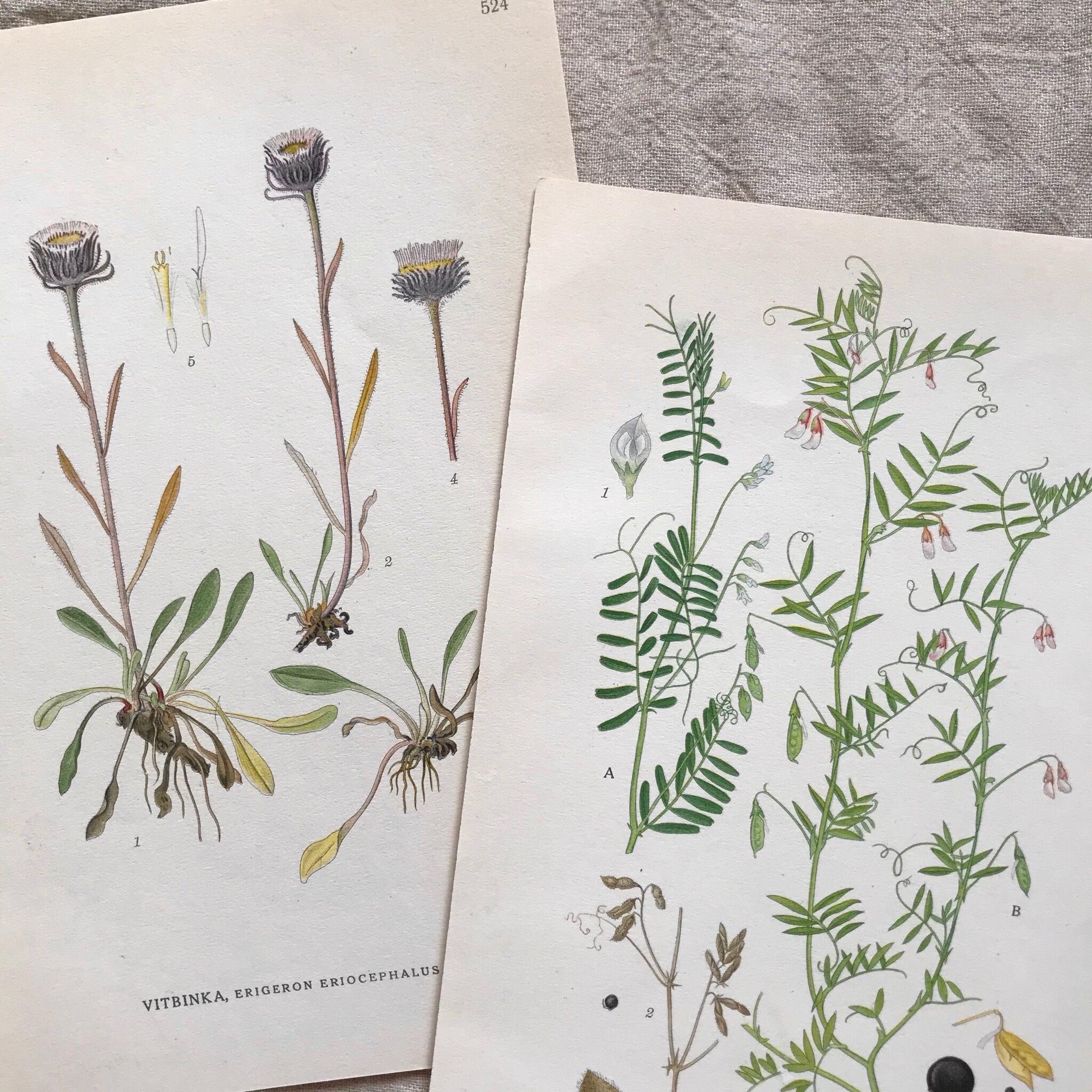 植物の紙セット9