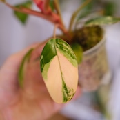 フィロデンドロン・レッドコンゴ / Philodendron Red Congo⑦