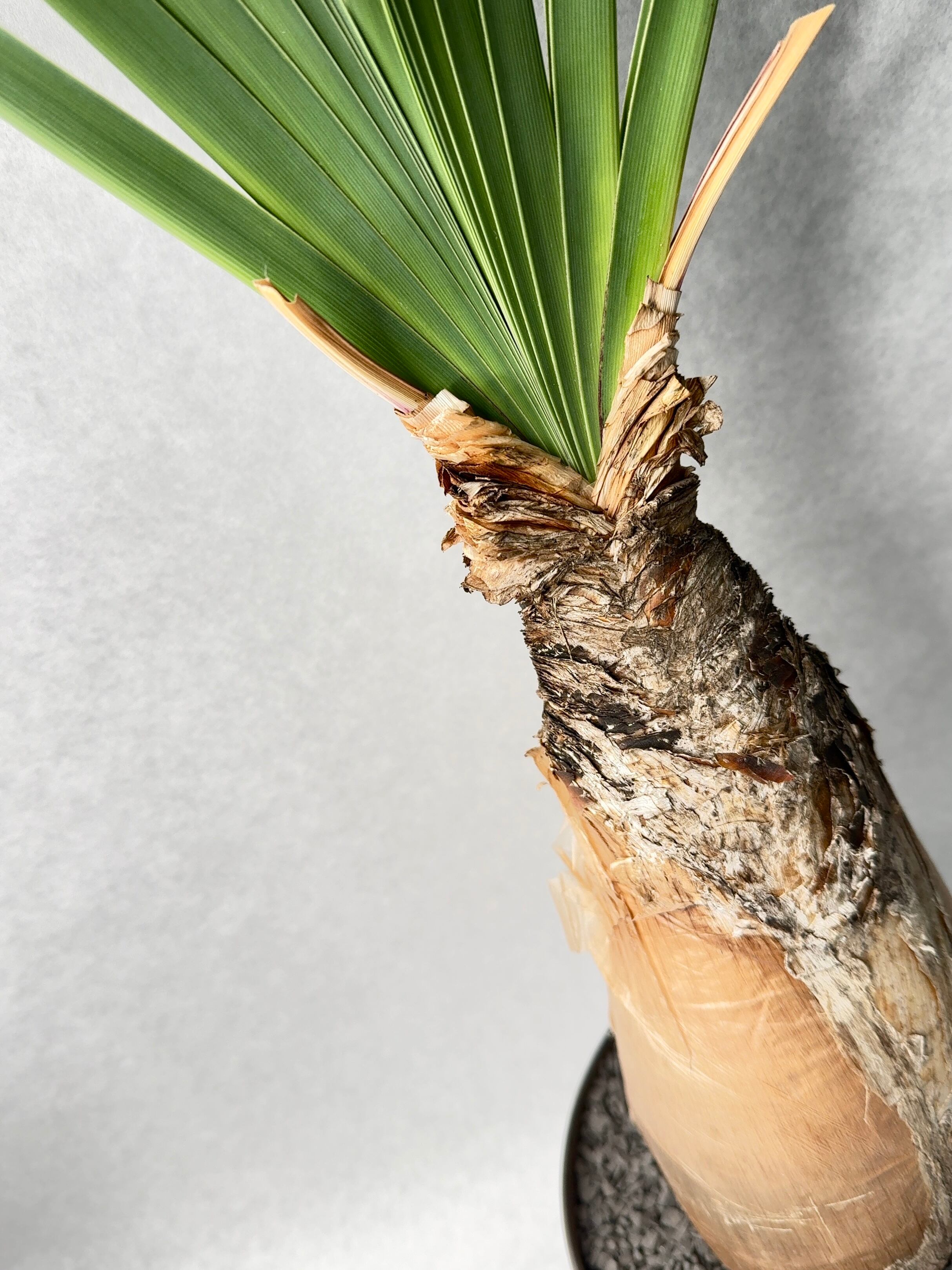 ブーファン・ディスティチャ | trigger