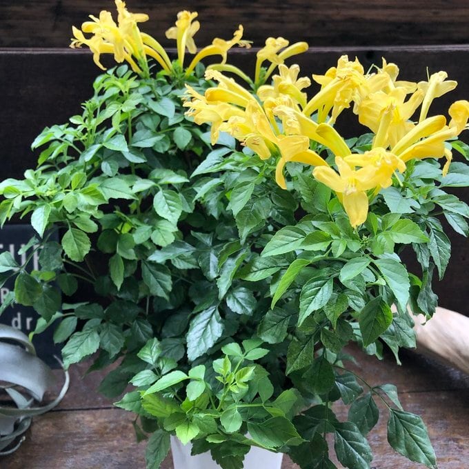 フィロデンドロン ビレッティア 斑入り 大株【激レア】Philodendron
