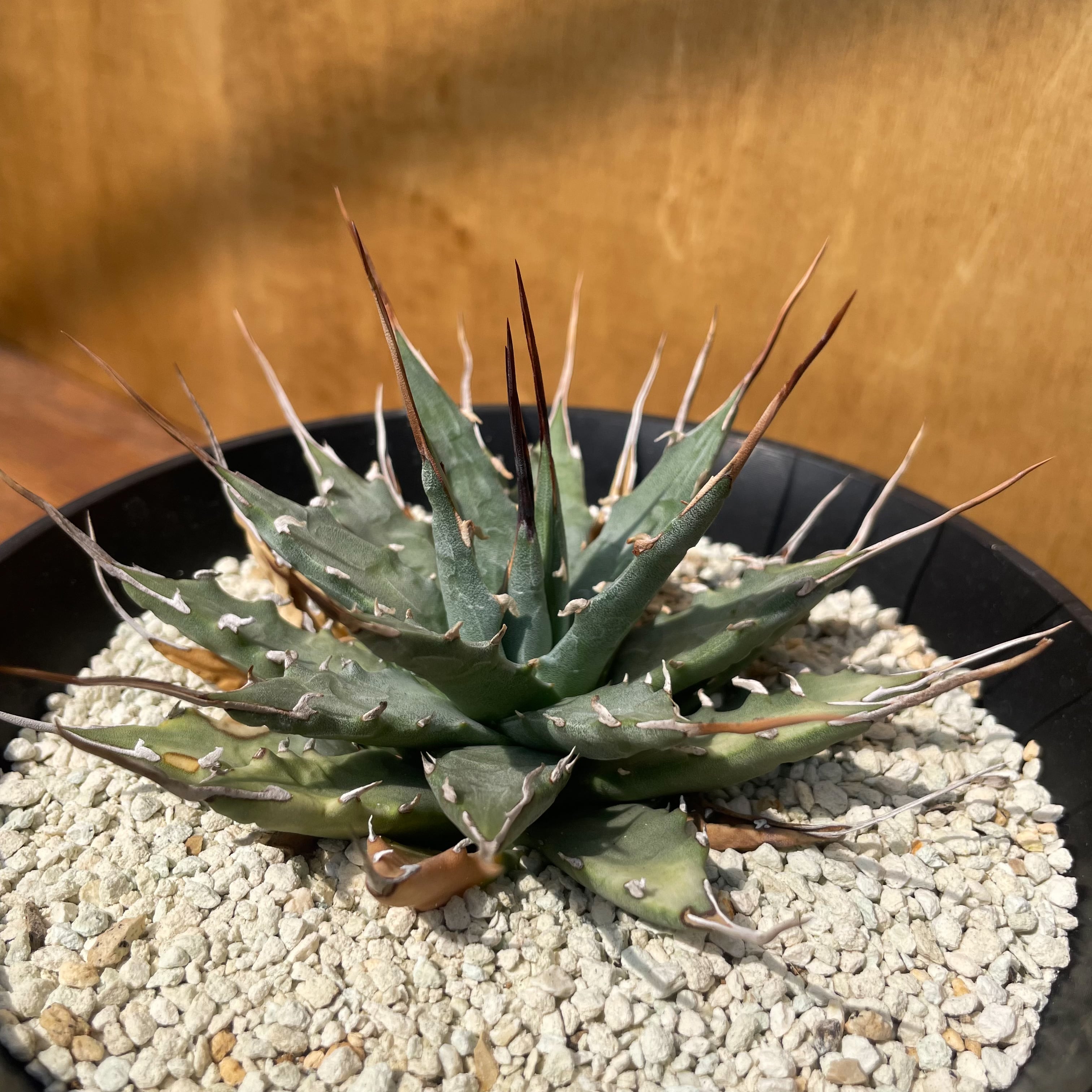 Agave uthaensis var. nevadensis【アガベユタエンシスvar