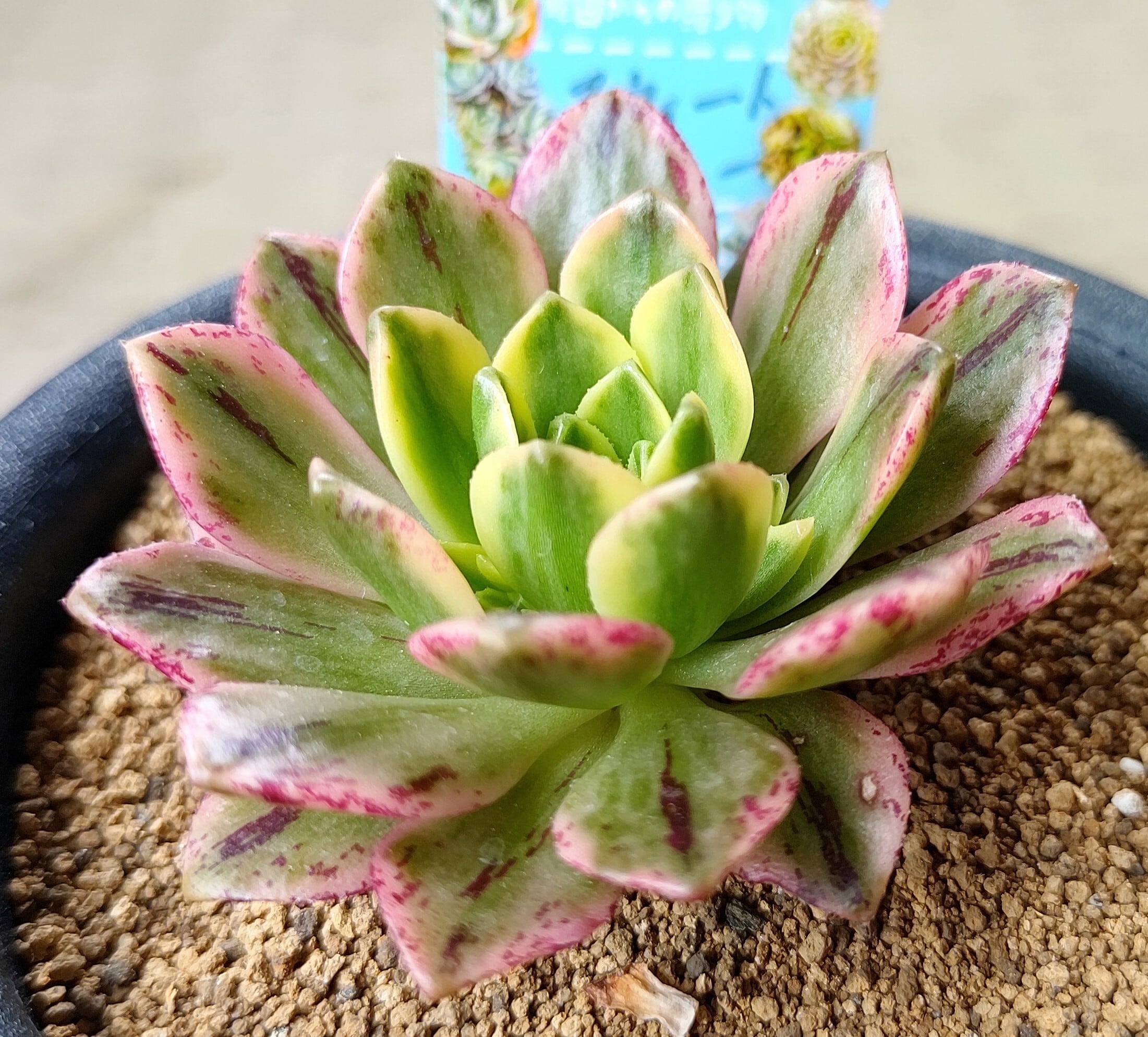 Top【選抜株】多肉植物　23229アエオニウム　スウィートティー24個　鉢無し a0462.jpg