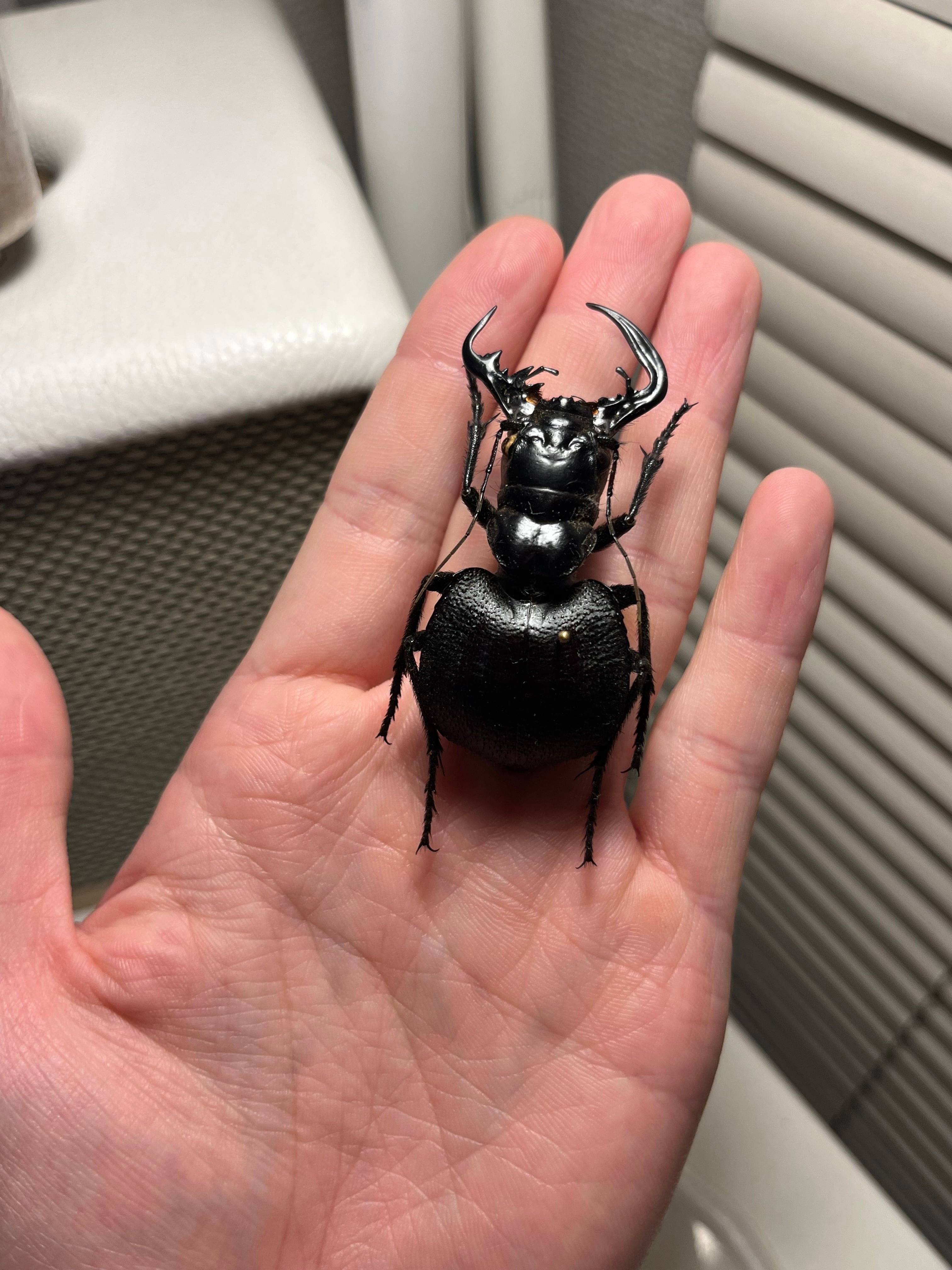 巨大♂】オオエンマハンミョウ Manticora タンザニア産 昆虫標本