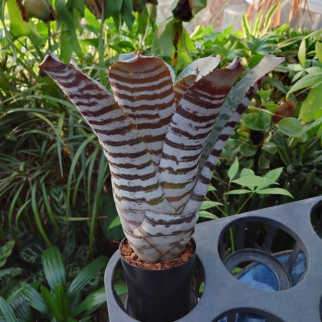 エクメア チャンティニー ブラックアイス 1 Aechmea chantinii CV. Black Ice seedling F1