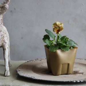 ビオラ　和モダンクラシック　ウコン　冬から春にオススメのお花　よく咲く　シャビーシックにおすすめ