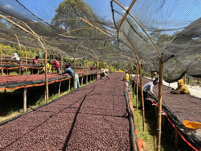 【100g】Nigusse Gemeda Morke Underscreen Natural