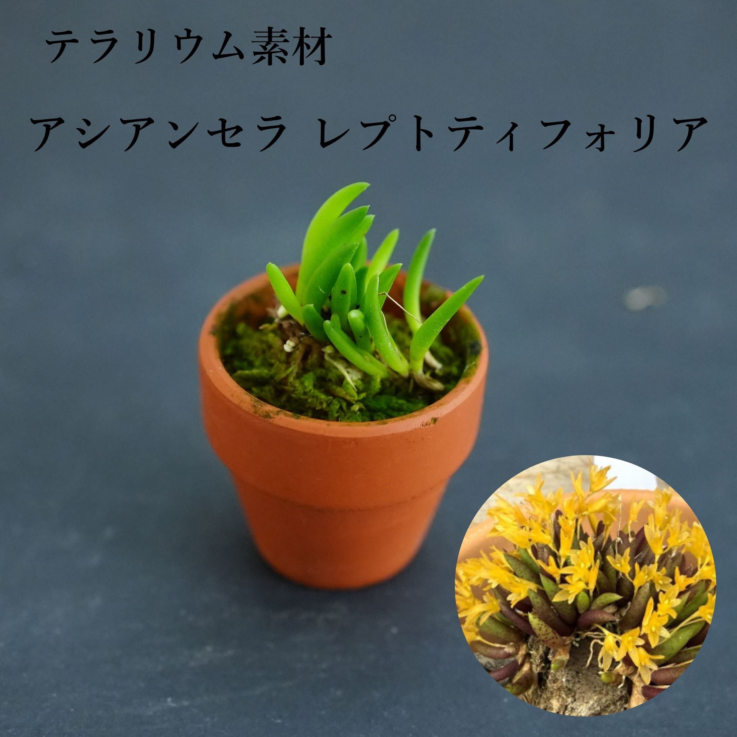 アシアンセラ レプトティフォリア Acianthera leptotifolia【着生ラン】テラリウム・着生向き