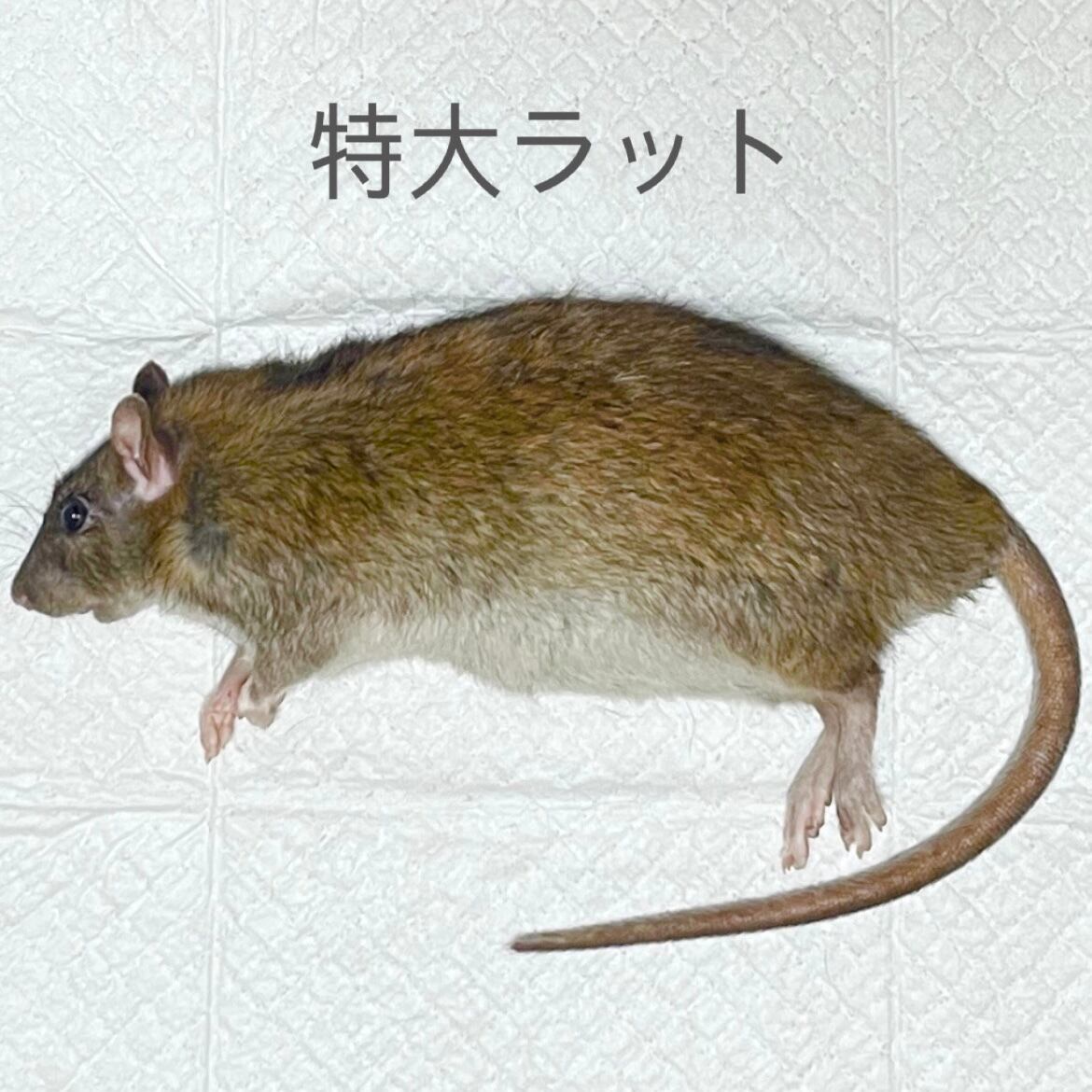 chilly night mouse