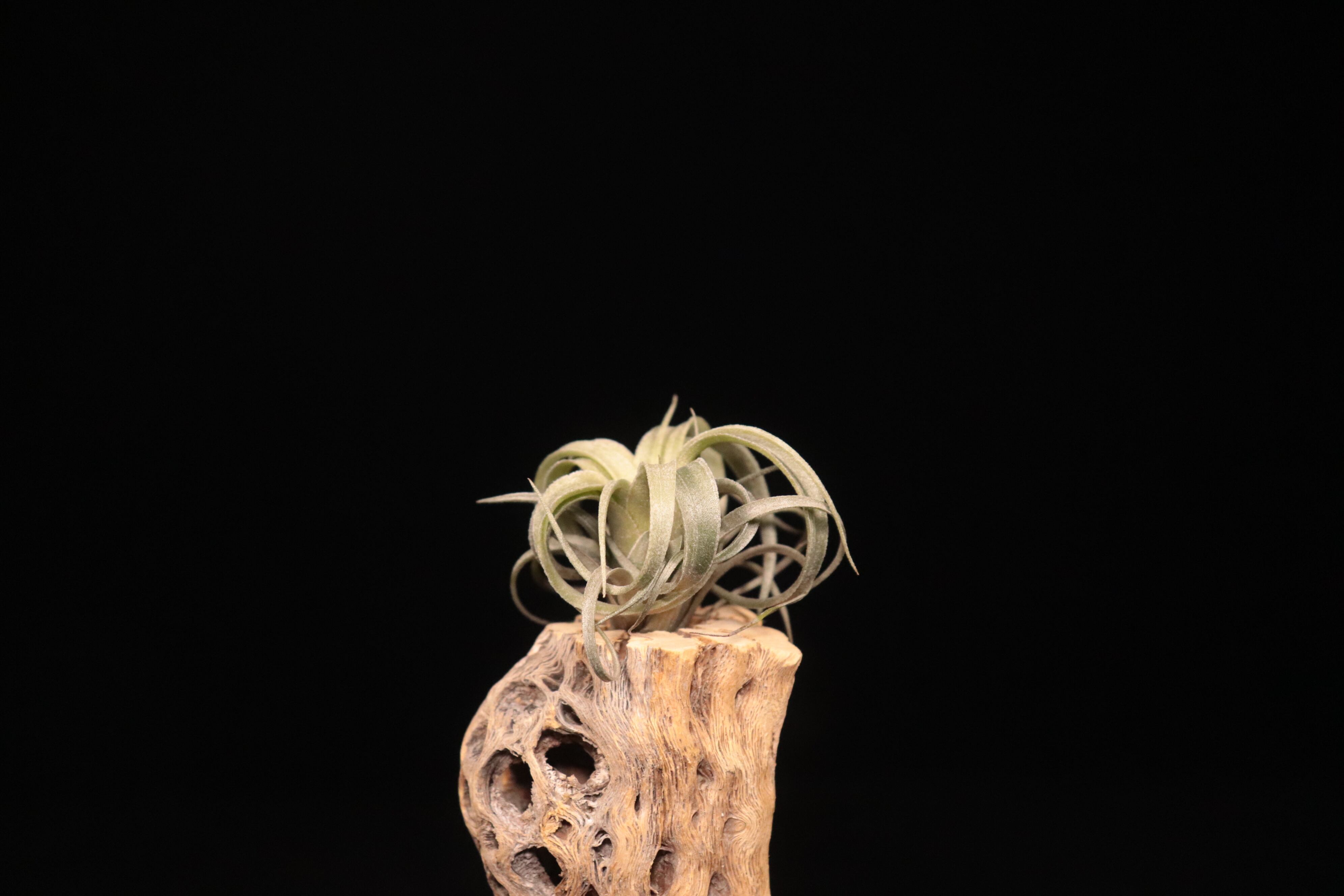 reserved】lorentziana × streptophylla 'Mexico'〔エアプランツ〕現品