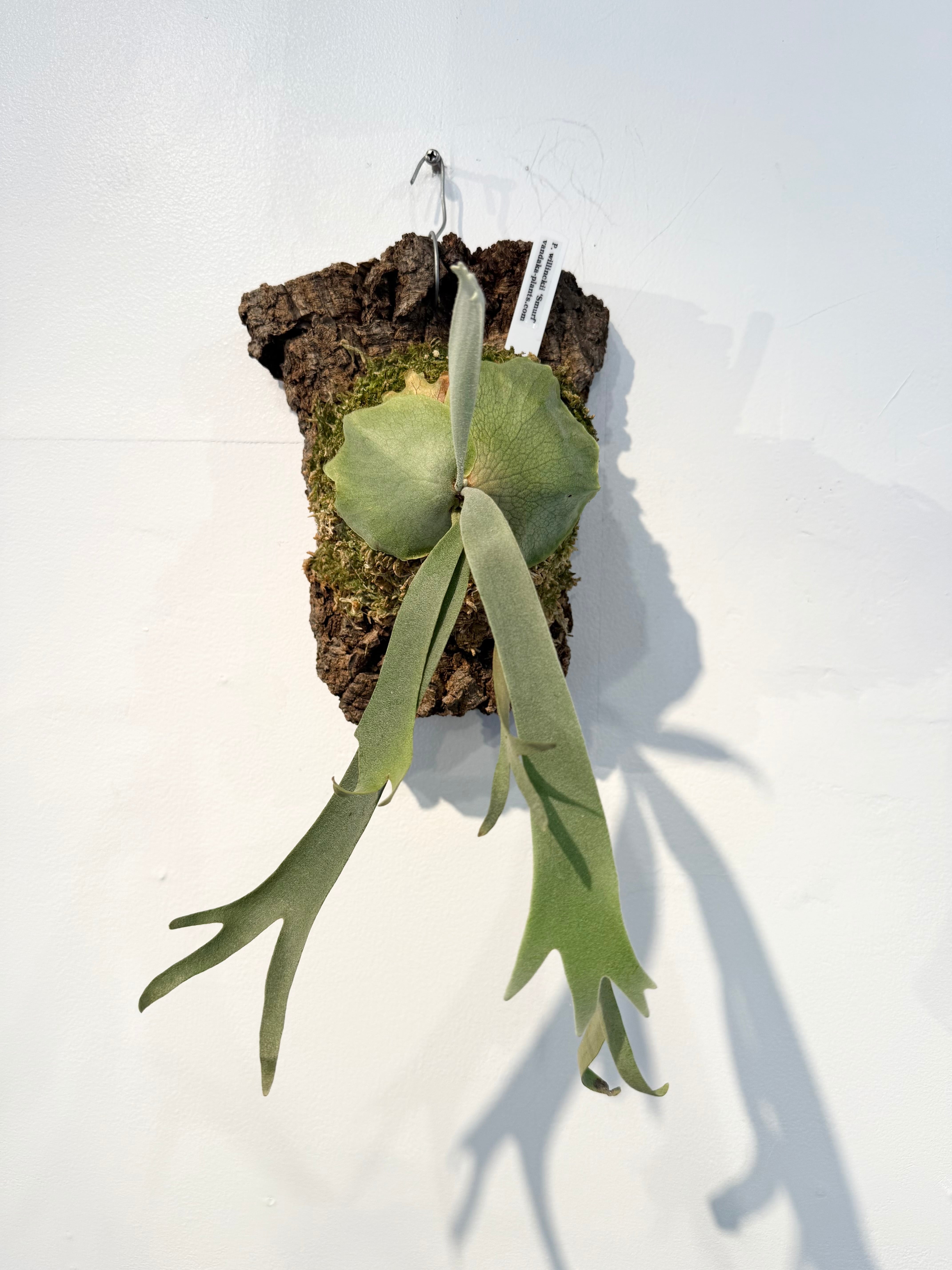 P. 'Ubon #1' ビカクシダ 'ウボン #1' | vandaka plants