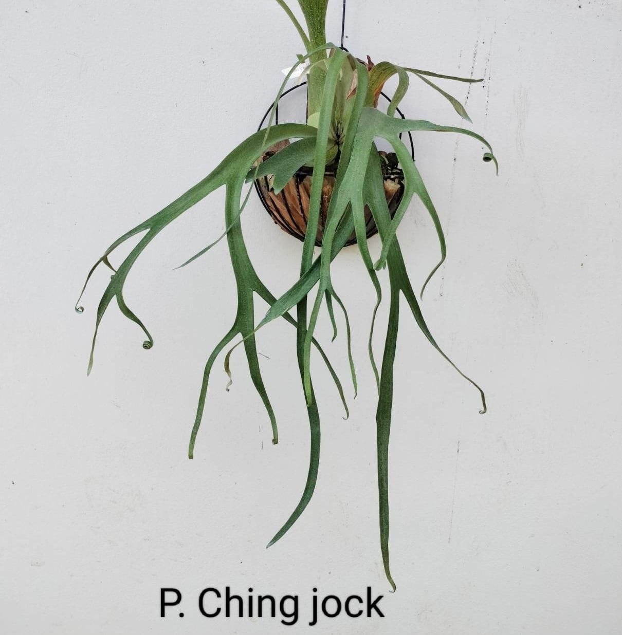 c) P. willinckii 'Frosty Maiden' spore grown ③ビカクシダ