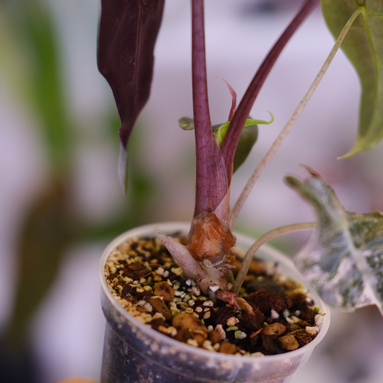 Alocasia Amazonica Polly Pink varigated⑥│アロカシア アマゾニカ ポリー ピンク斑入 | 観葉植物