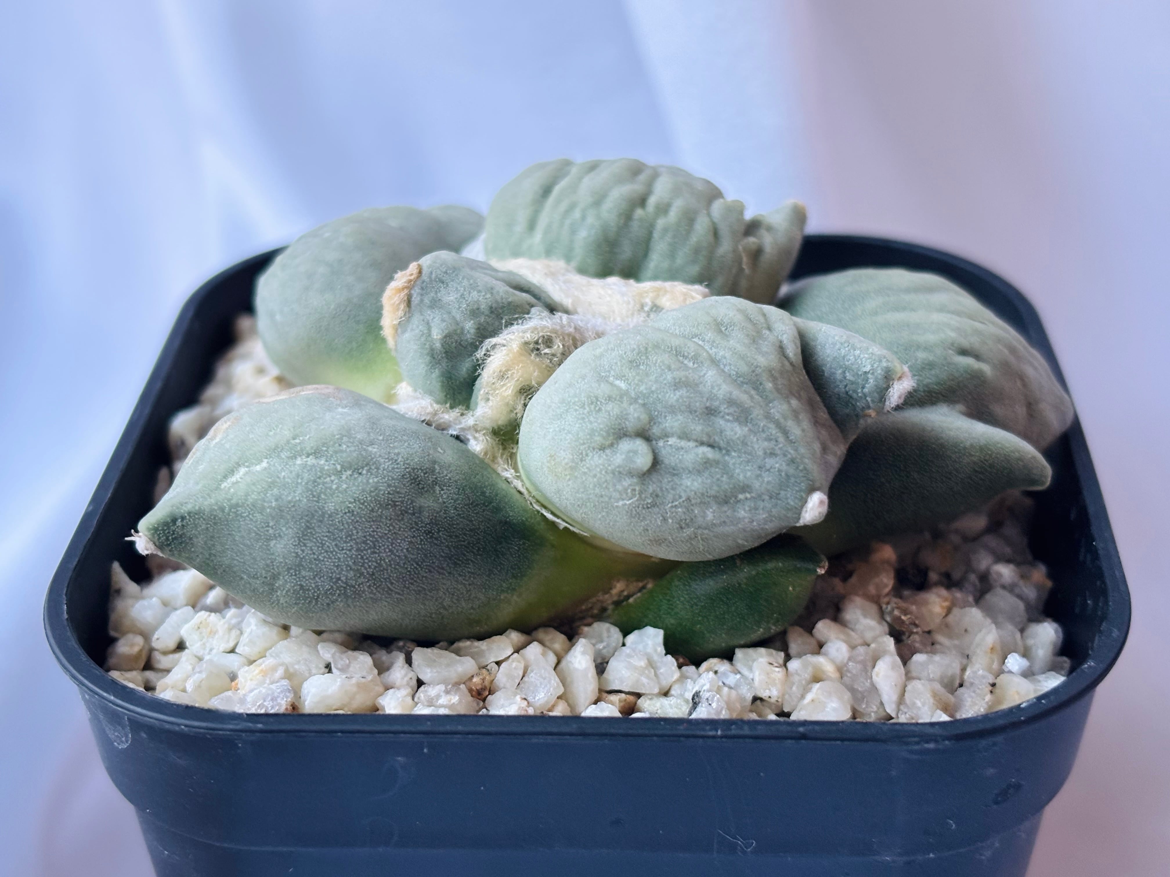 Ariocarpus furfuraceus f.monstrosa アリオカルプス 変疣青磁牡丹