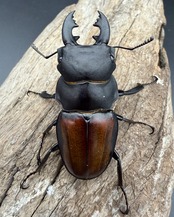 【WD】《キルヒナーツヤクワガタ 62mm ペア》