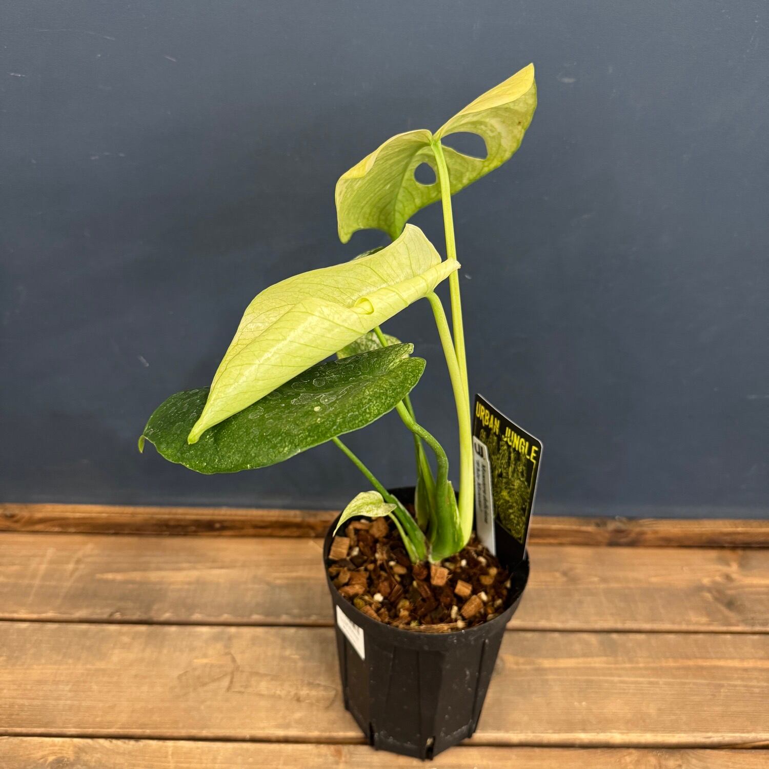 モンステラ 観葉植物 モンステラ【160cm】10号 幹立ち プラスチック鉢 #69645 ※1都