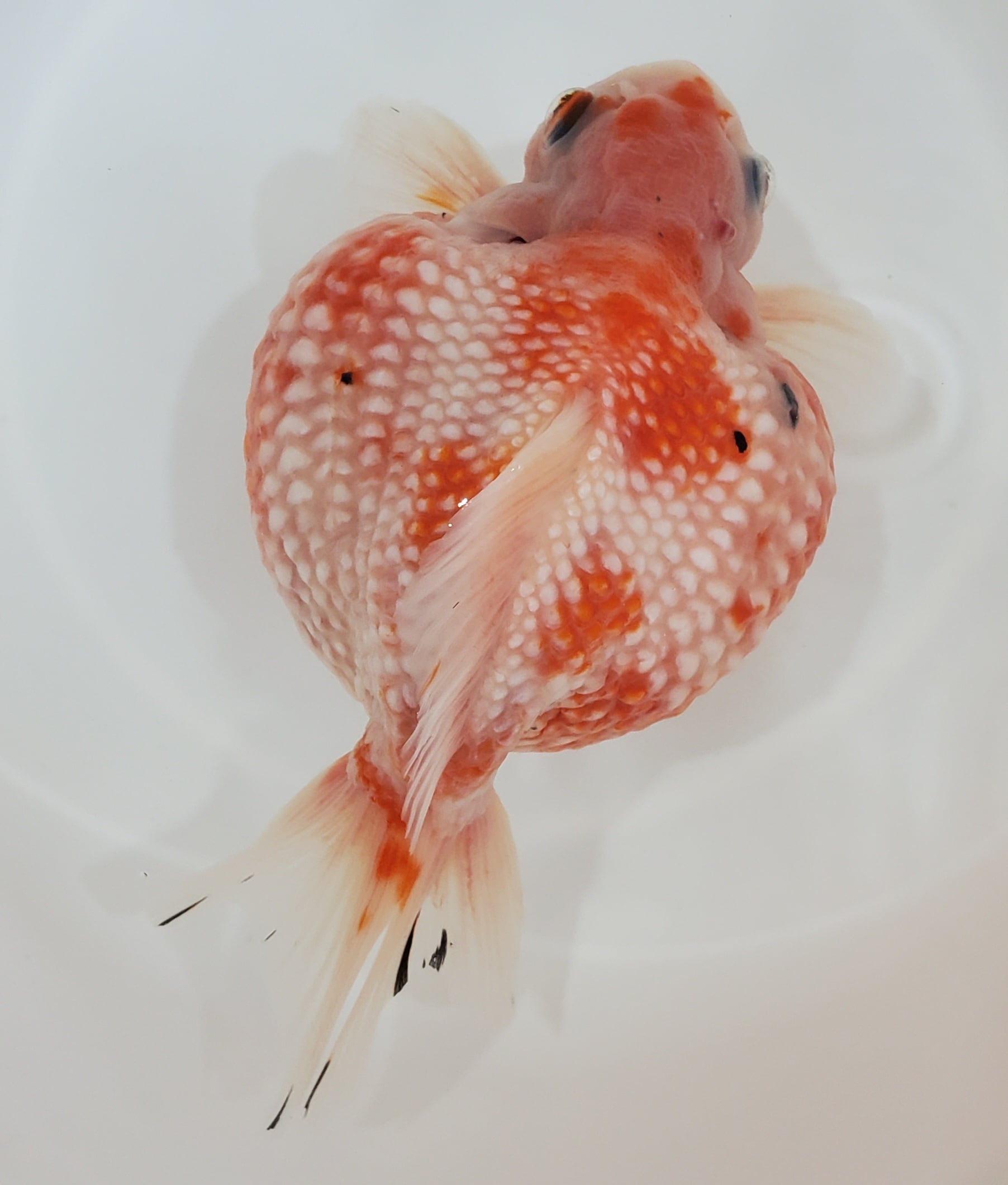 金魚 | 金魚と両生類のお店 さだお