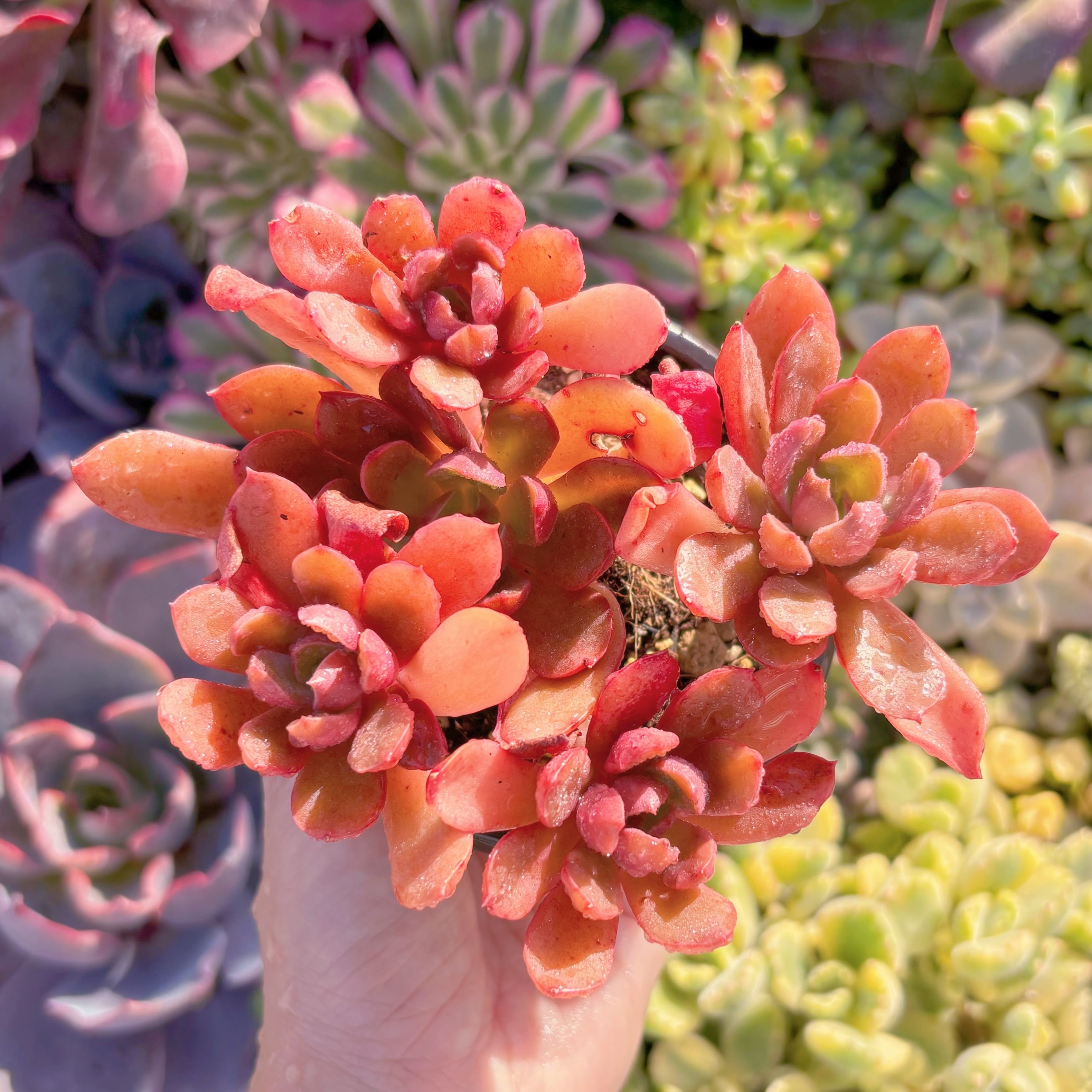 現品　緋紅の翼#M216　るる農園