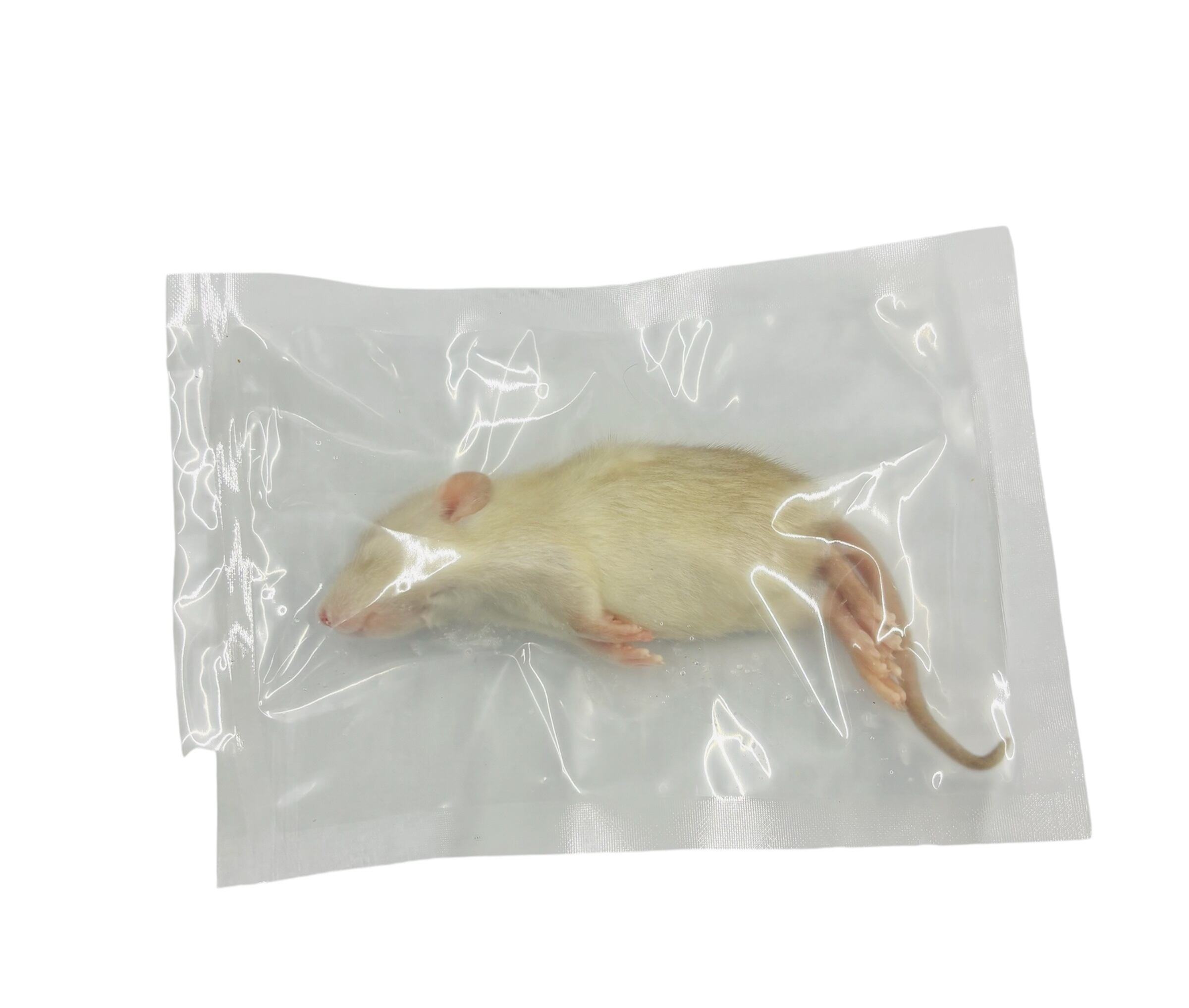 冷凍ﾗｯﾄホッパーM 43g± 8Peace | BEST RODENT ベストローデント