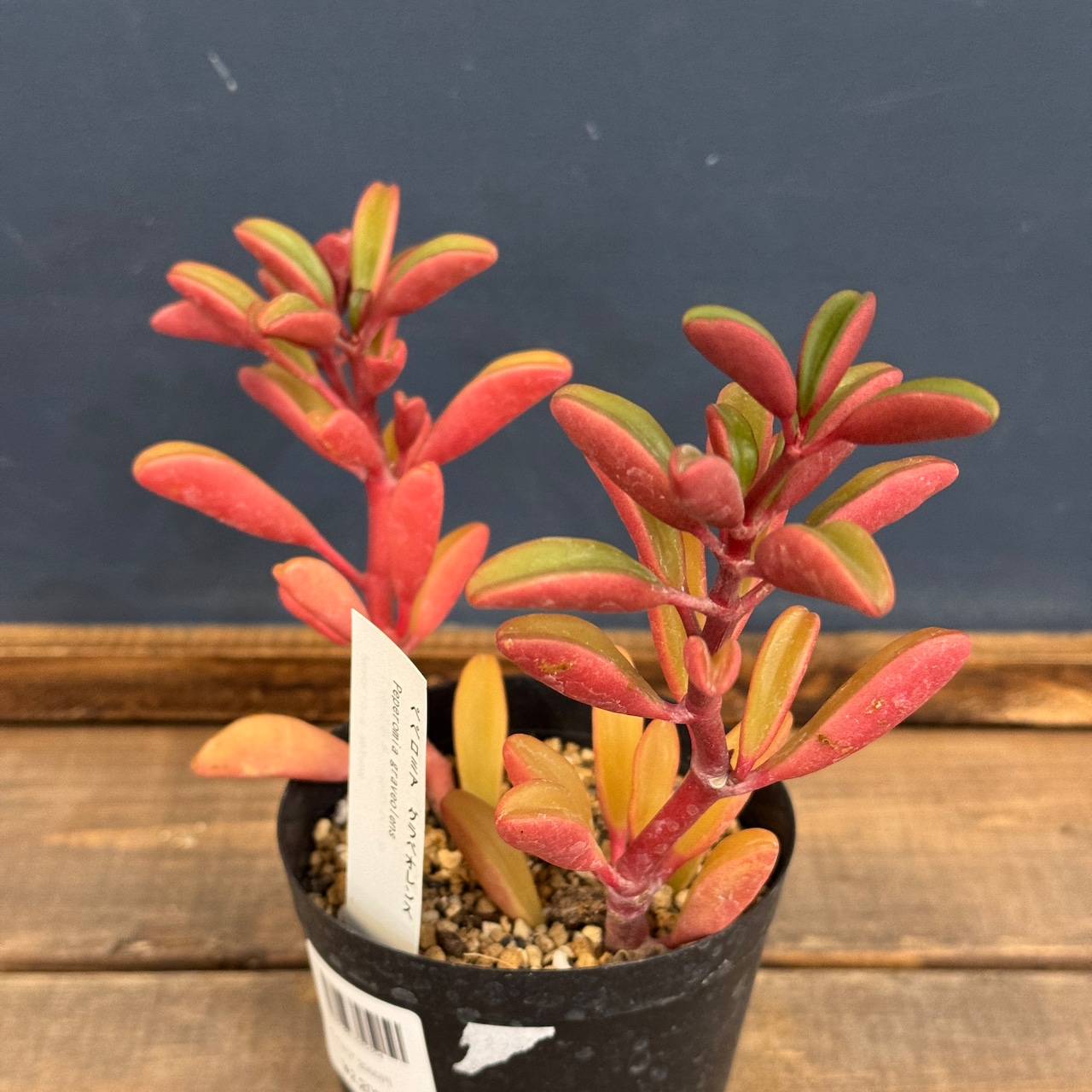 ペペロミア グラベオレンス【884】