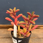 ペペロミア グラベオレンス【884】