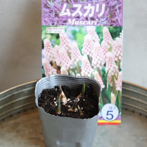 ムスカリ　ピンクサンライズ　球根　冬から春のお花　丈夫　植えたままで次も咲く