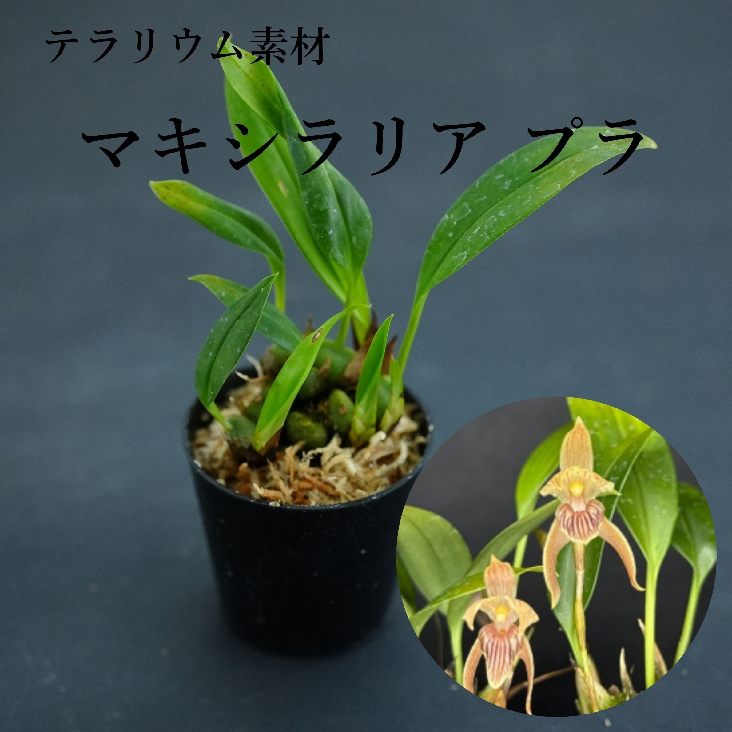 マキシラリア プラ Maxillaria pulla【着生ラン】テラリウム・着生向き
