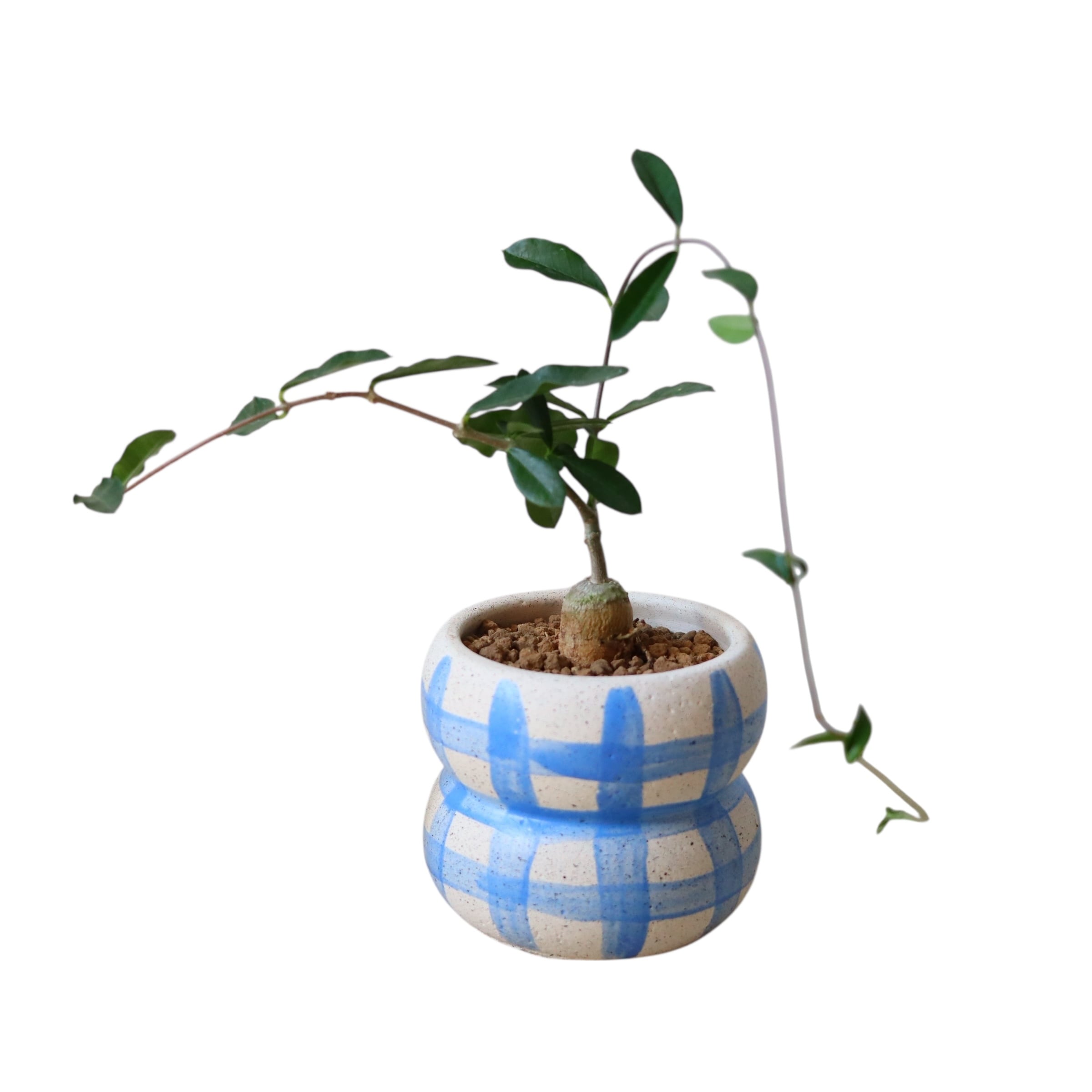 フォッケアエデュリス 火星人