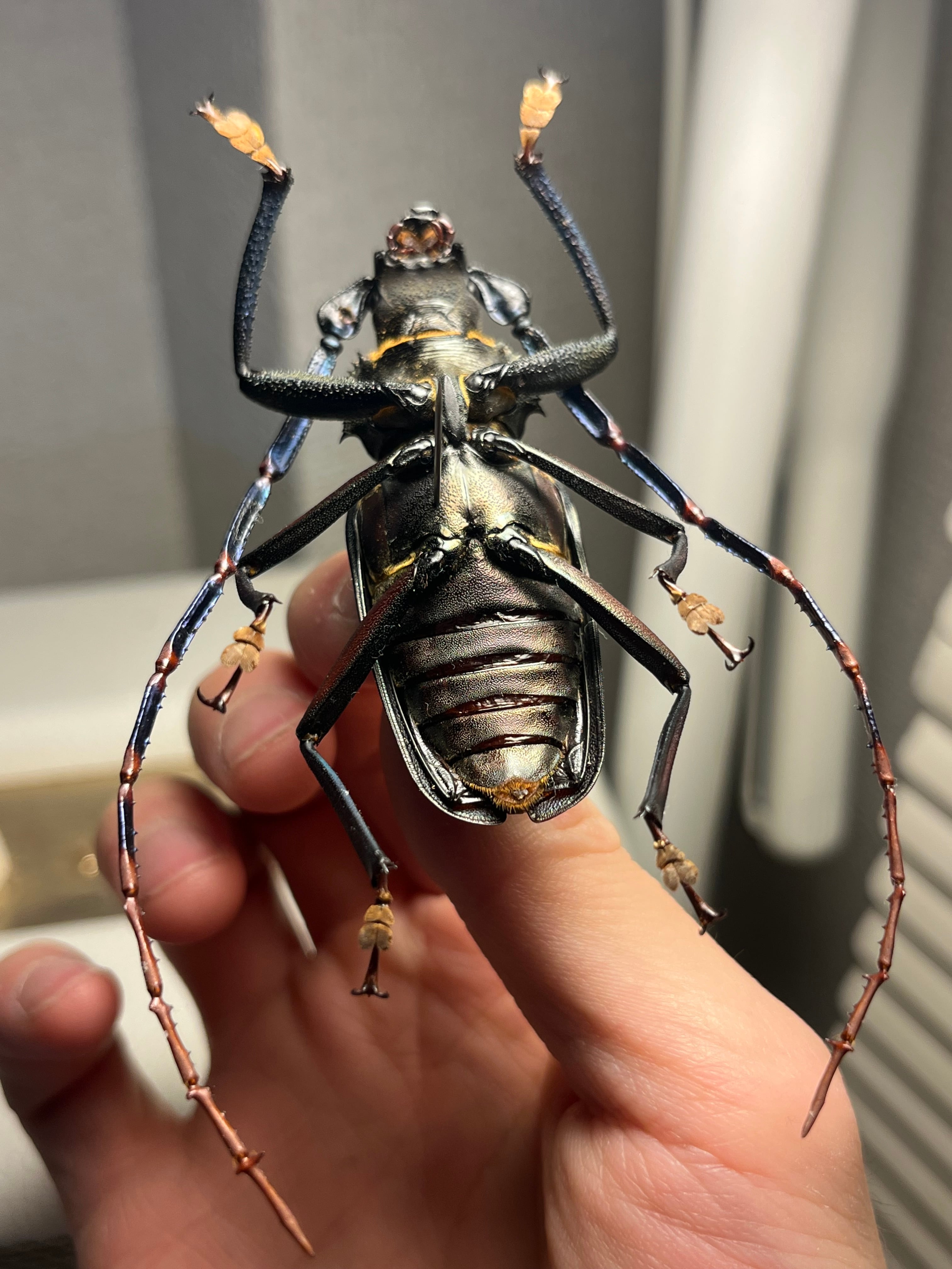 63mm】Mallaspis scutellarisカミキリ 標本ナンベイオオタガメ