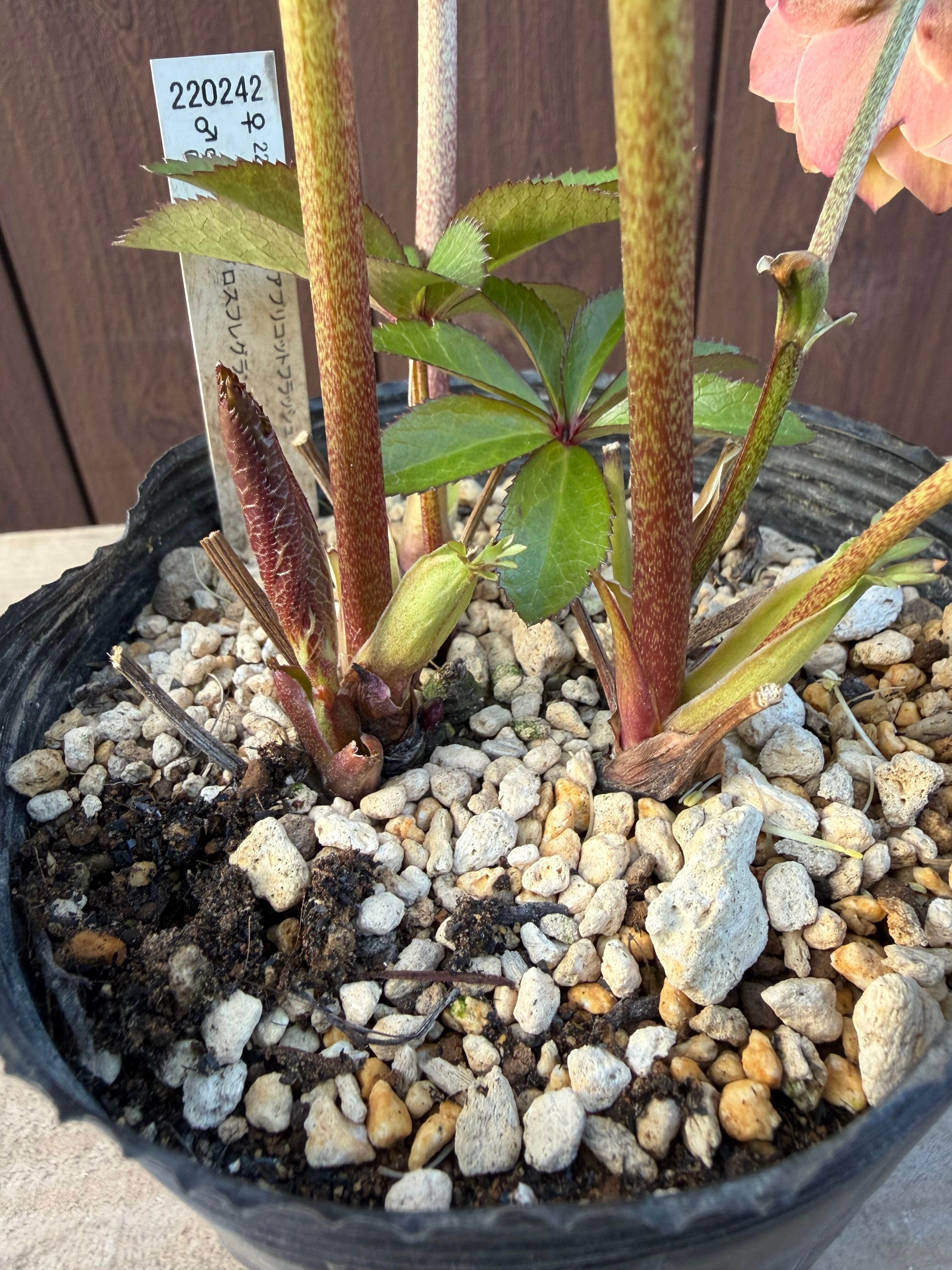 アプリコットイエローグロス微香 ※蕾無し特価 加藤農園 クリスマス