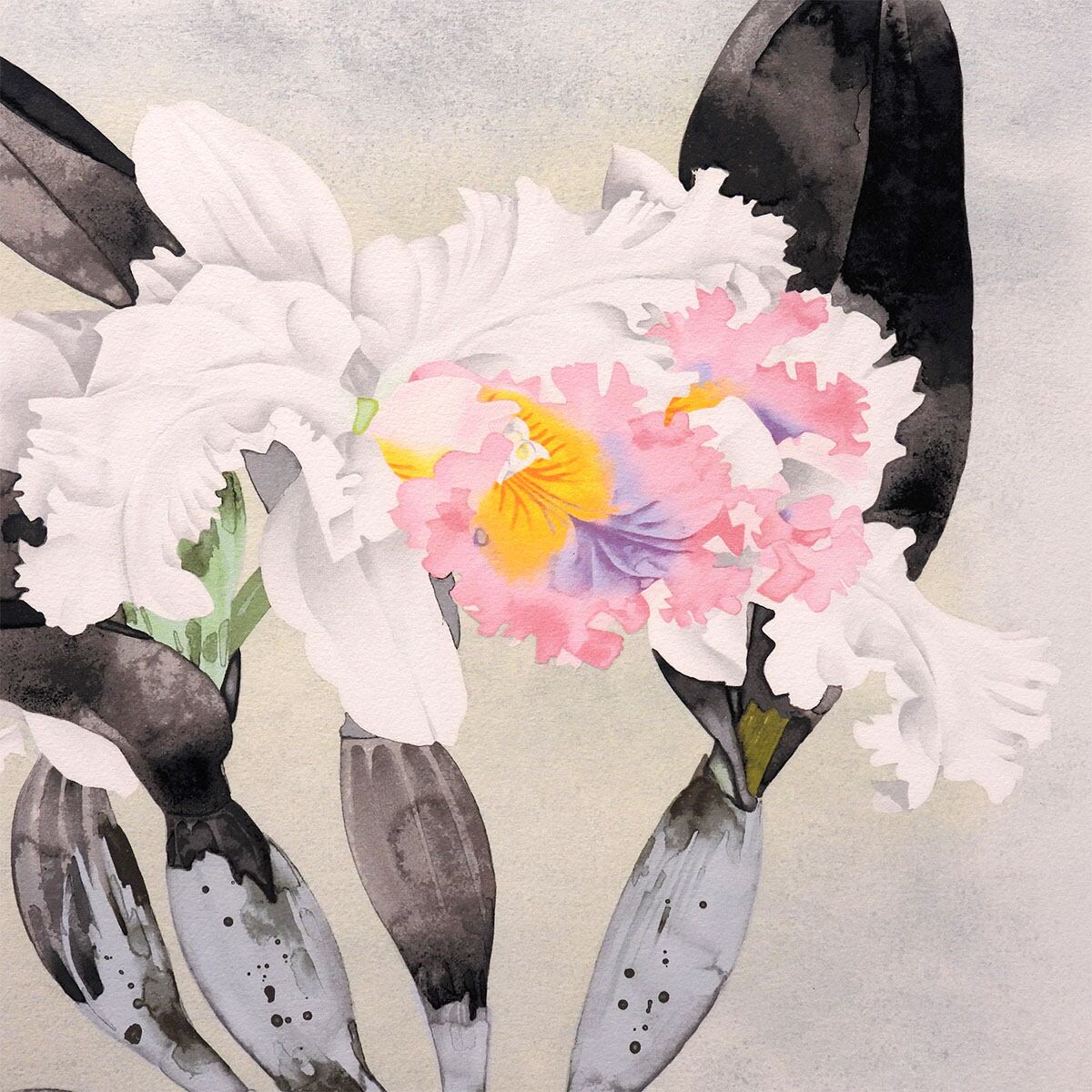 絵画 中島千波 かとれあ リトグラフ 版画作品 静物画 花 西洋蘭 作家