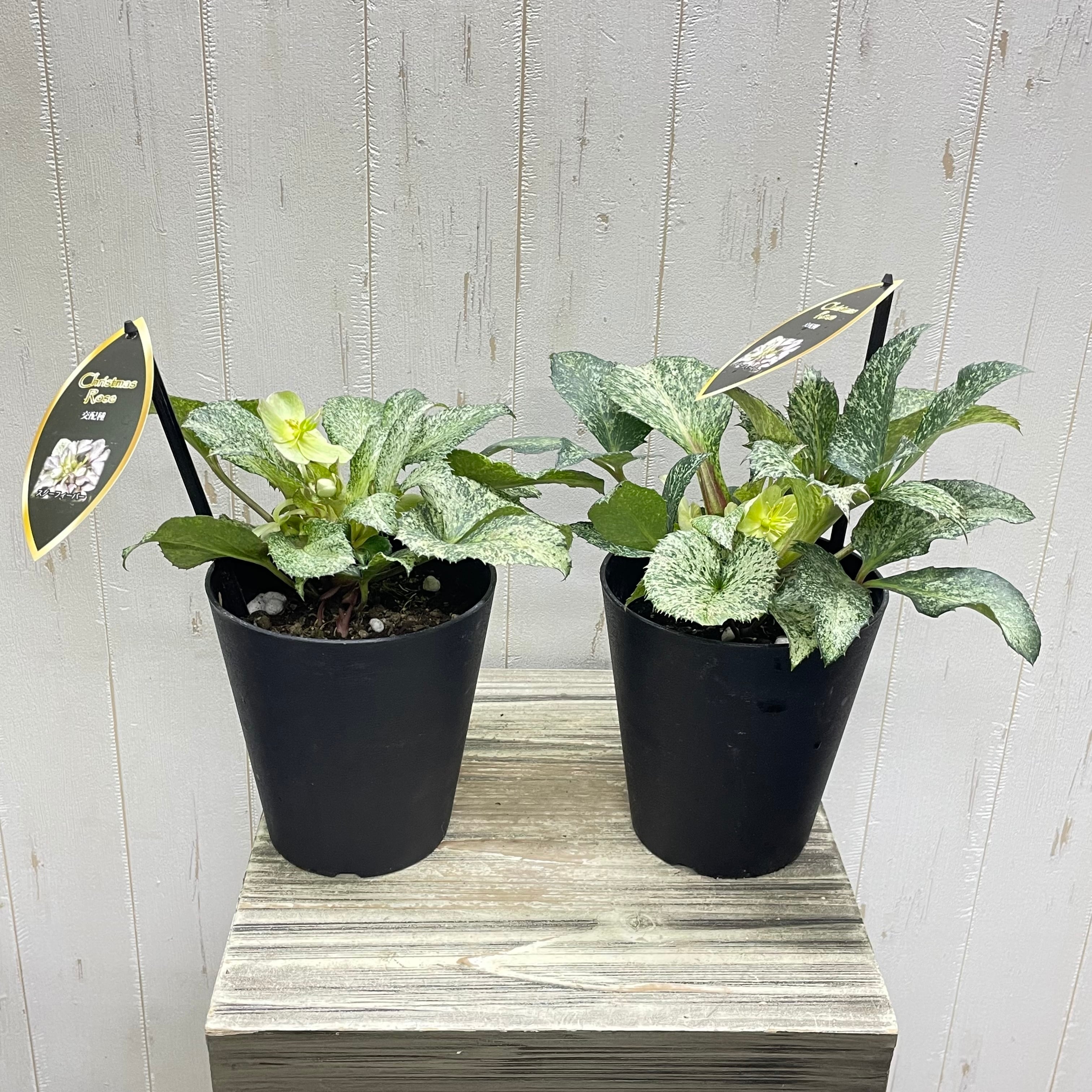 クリスマスローズ『スノーフィーバー』斑入り 5号／粉雪のような明るい