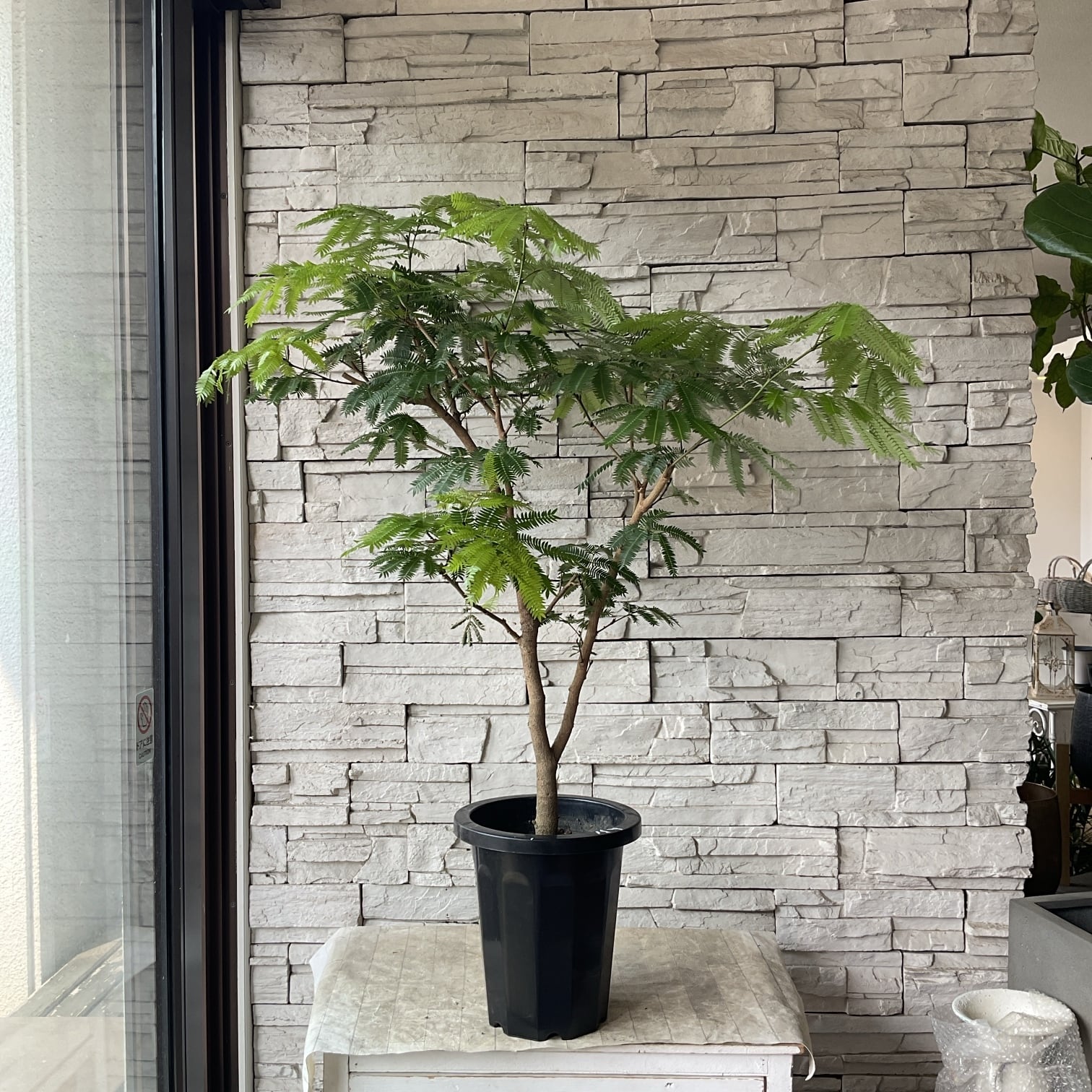 観葉植物 | 橋本種苗園