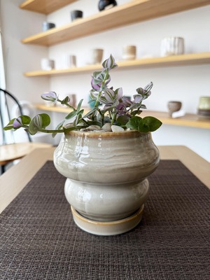 トラデスカンチア・ラベンダー