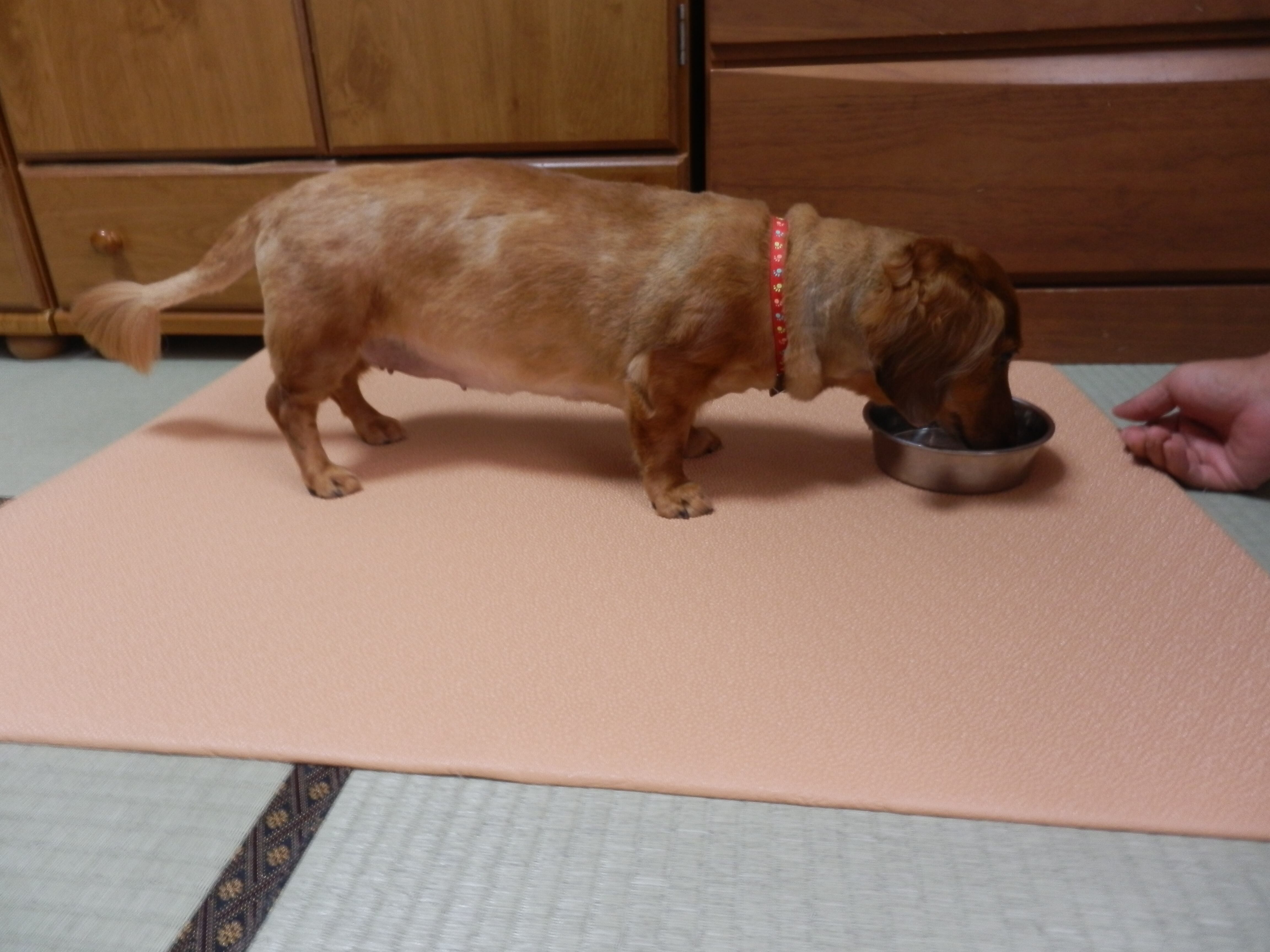 ✴︎さって　6枚組セット　ペピィ　高反発衝撃吸収マルチマット　ムニュ 高反発衝撃吸収マット「ムニュ」 | わんにゃーべす