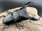 【WD】《ミンダナオヒラタ キダパワン産 82mm ペア》