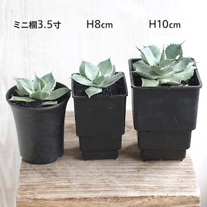 【受注後発注】Meshpot HIGH 10cm 100個セット