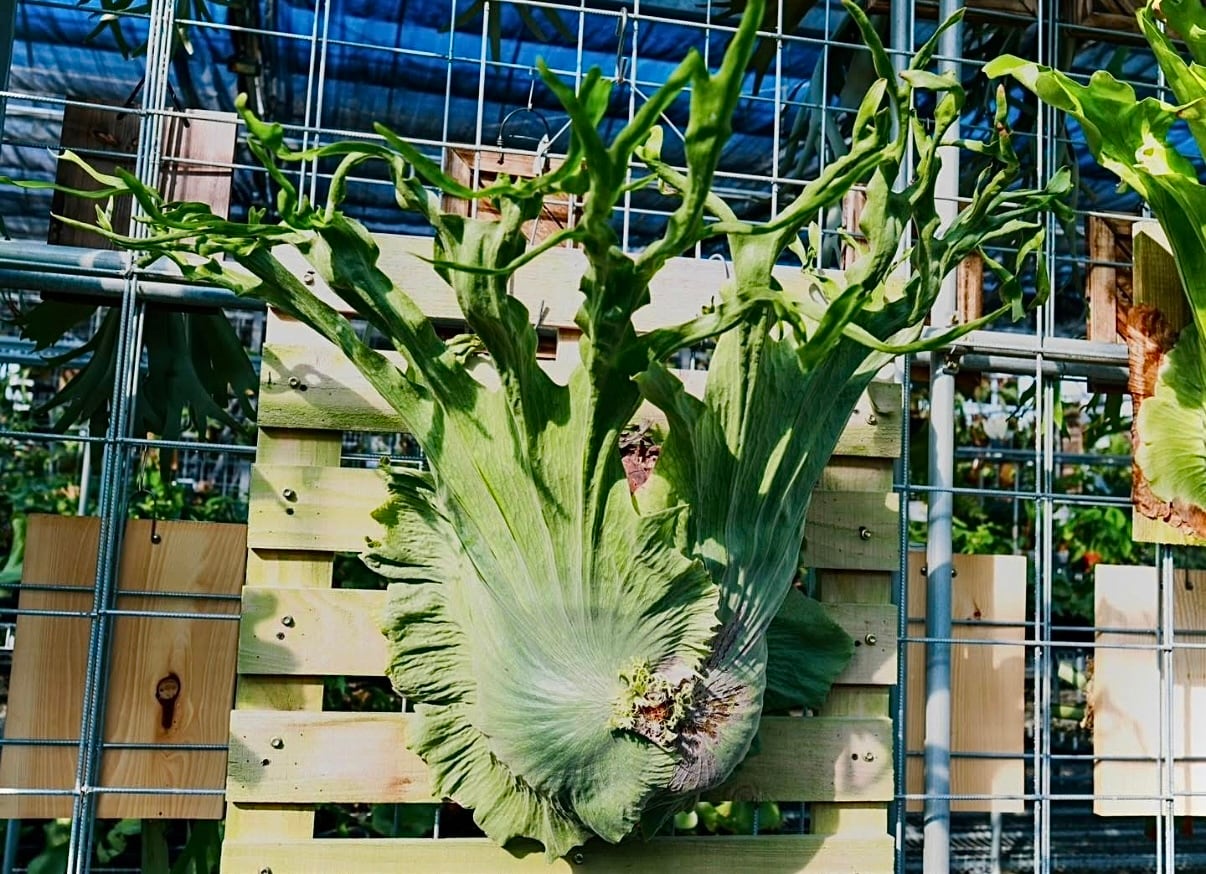 Platycerium_ビカクシダ | vandaka plants