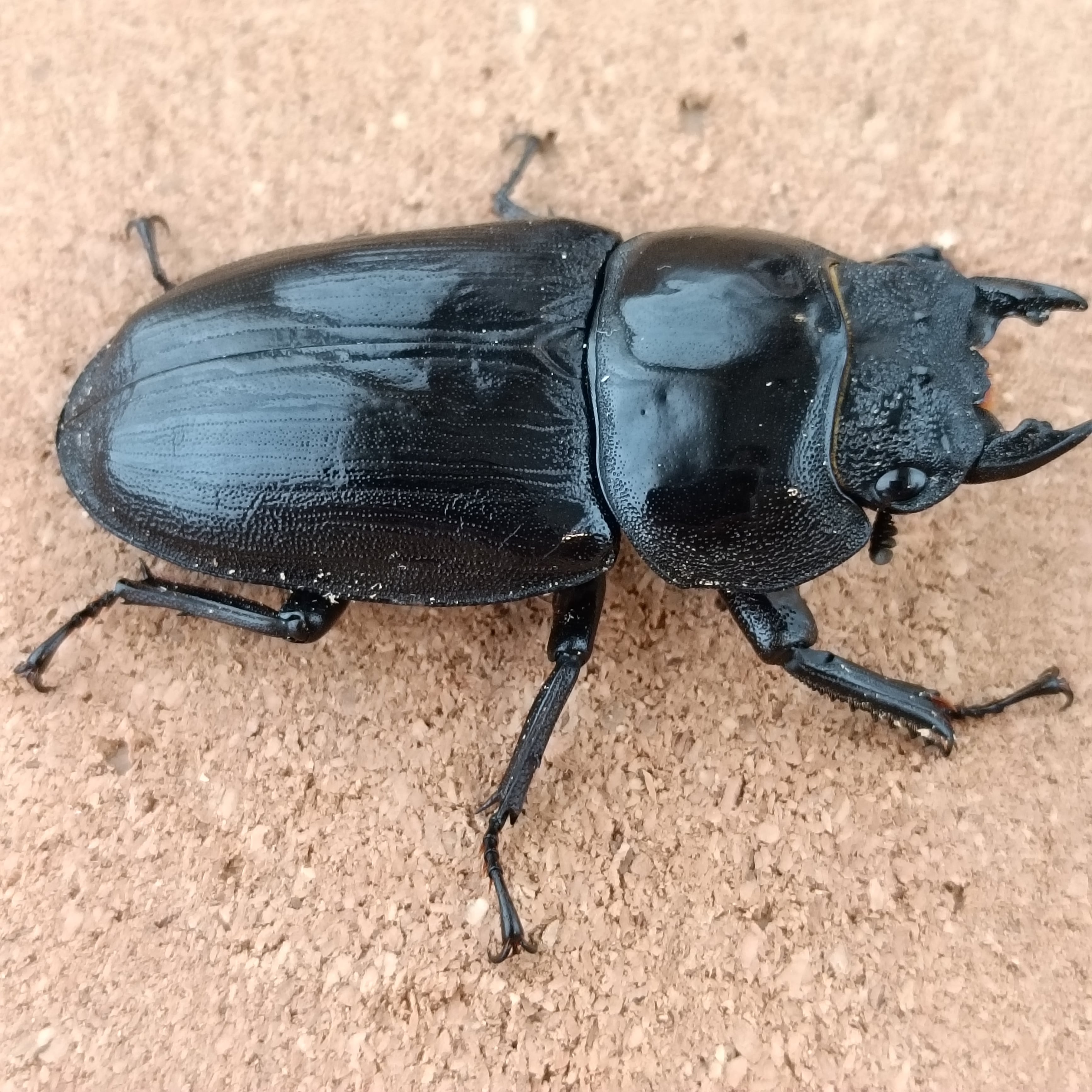 【商談中】　国産オオクワガタ 能勢YG　♂♀♀トリオ③ 商談中】 国産オオクワガタ 能勢YG ♂♀♀トリオ③