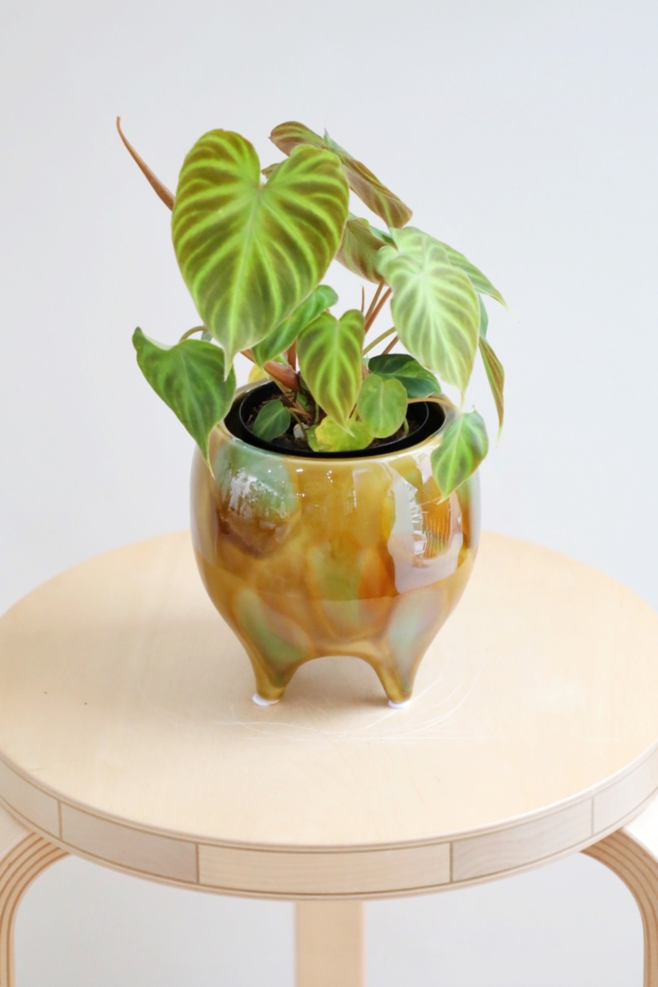 【M】フィロデンドロン ベルコーサム/Philodendron