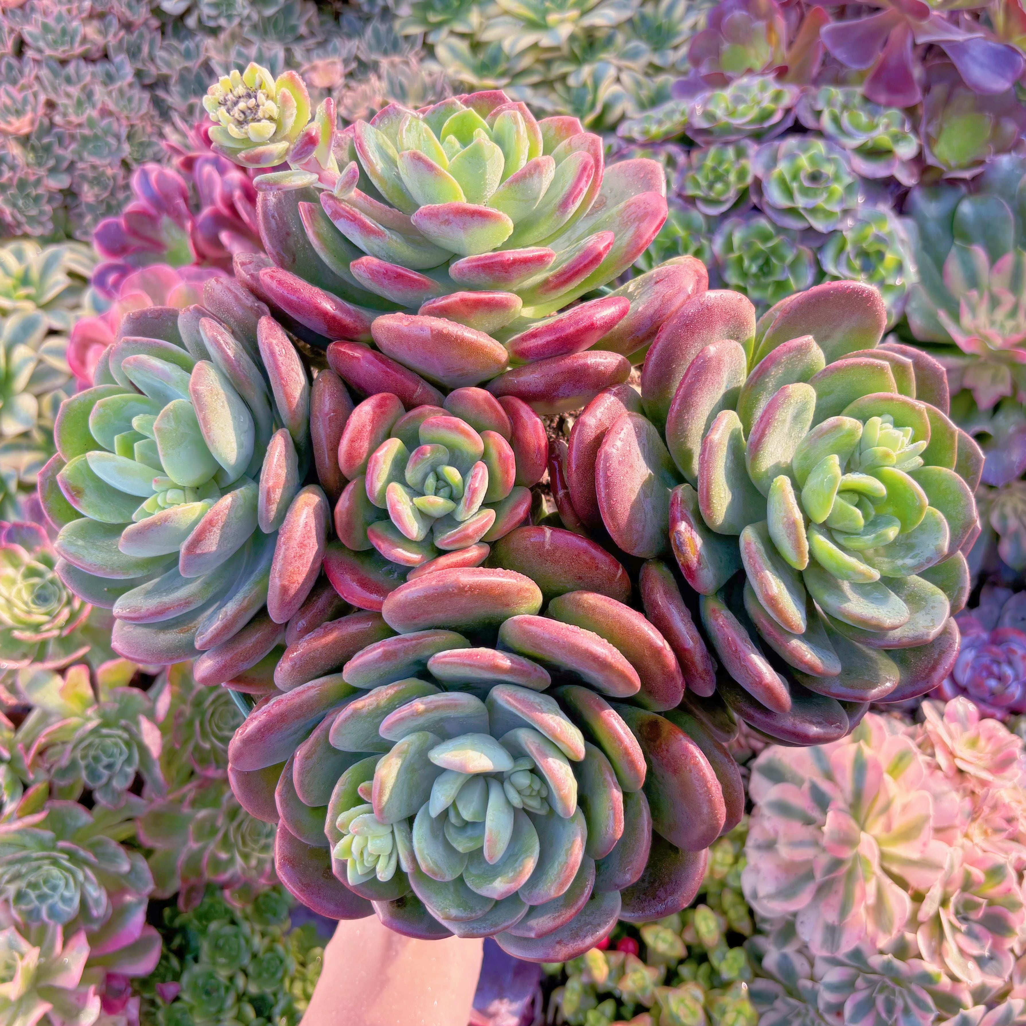 現品　ラサノカール#A061　特大群生　新入荷　るる農園