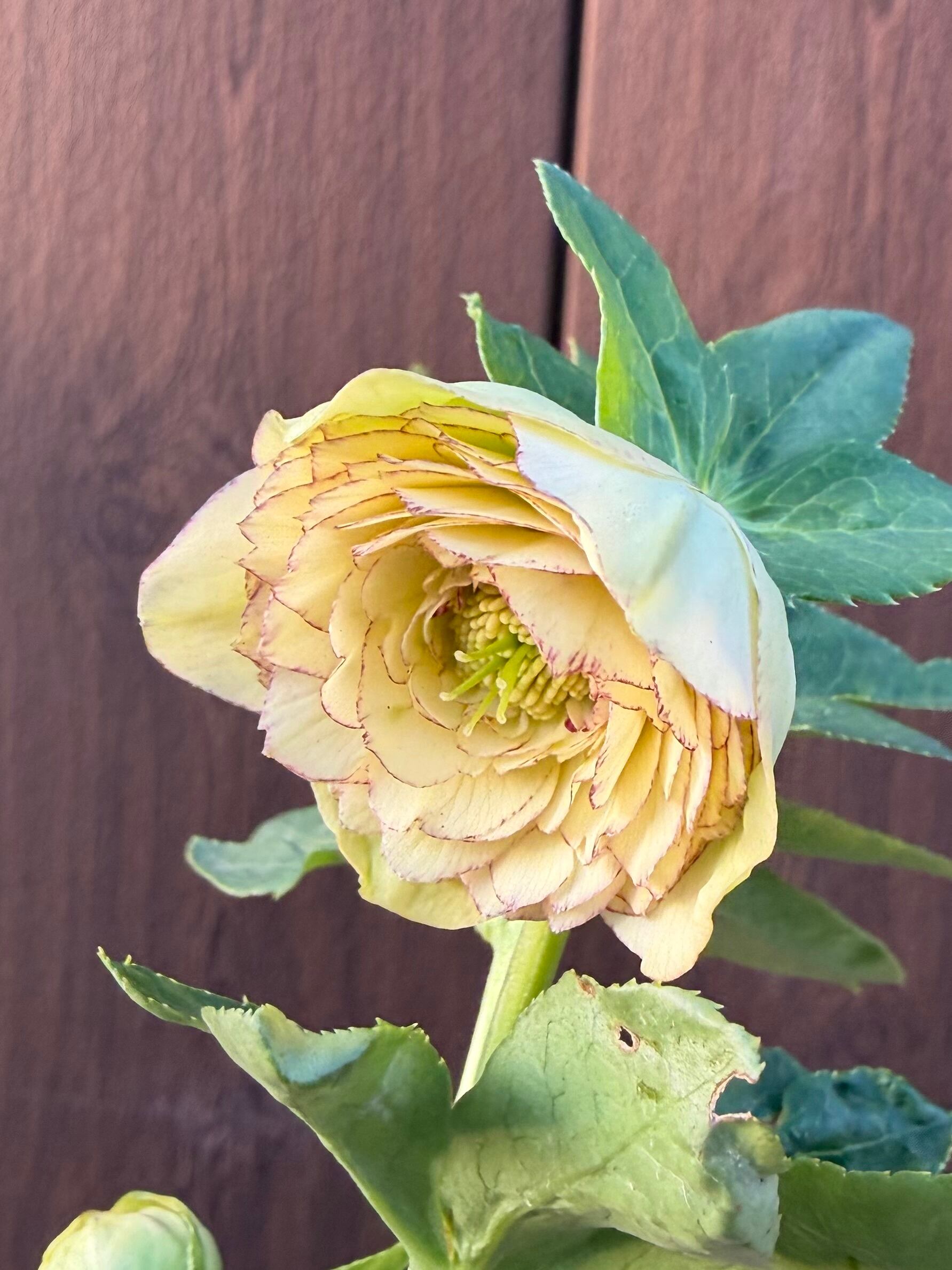 特Aアフロディーテ フル系交配 加藤農園 クリスマスローズ【Ka104