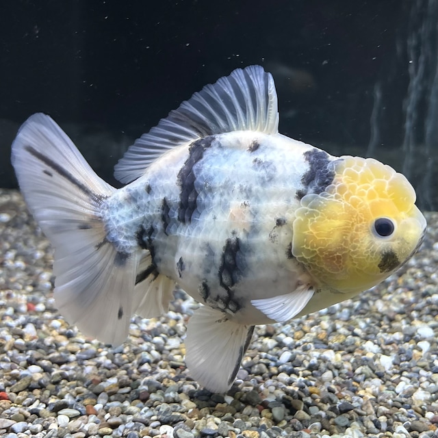 【セレクト】オランダST １４ｃｍ