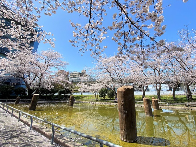 湘南茅ヶ崎ガイドツアー「春の東海道をゆく～茅ヶ崎・平塚の一里物語～」