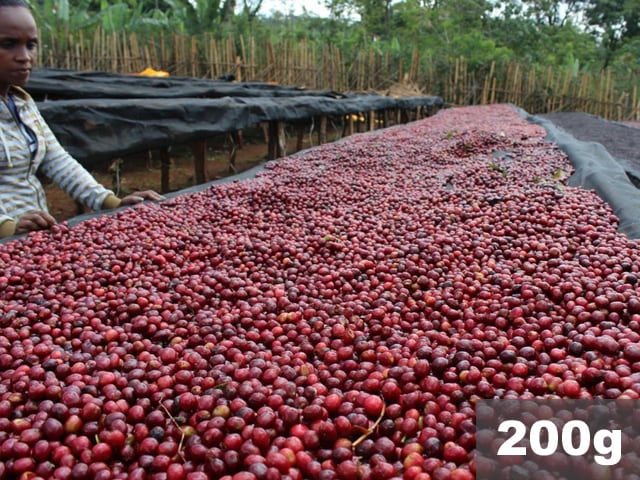 エチオピア | イルガチェフェ チェルチェレ ナチュラル | コーヒー豆200g