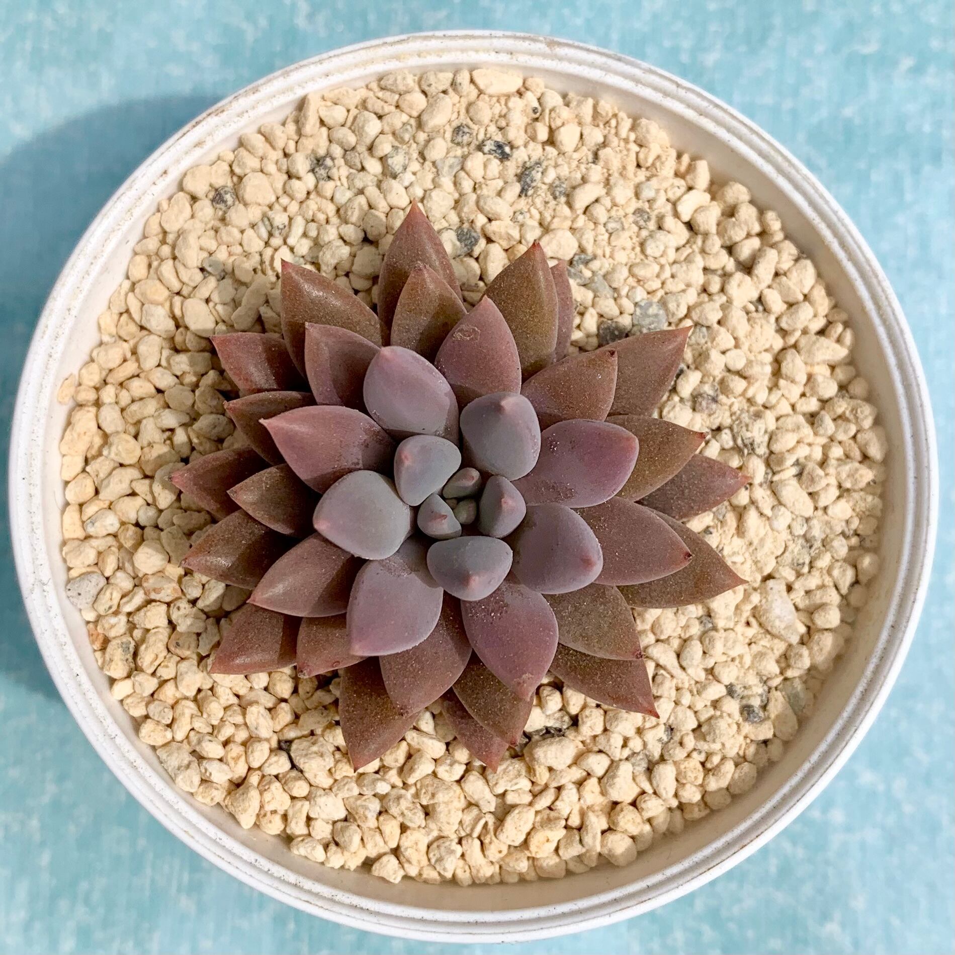 ランデブー | 植物じかん