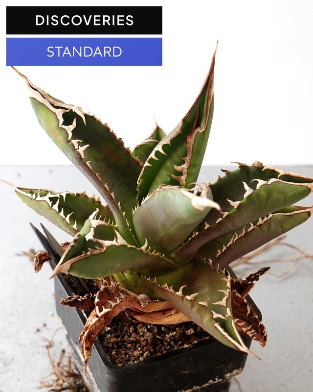 抜き苗 アガベ チタノタ ブラックパンサー Agave titanota 'Black Panther'