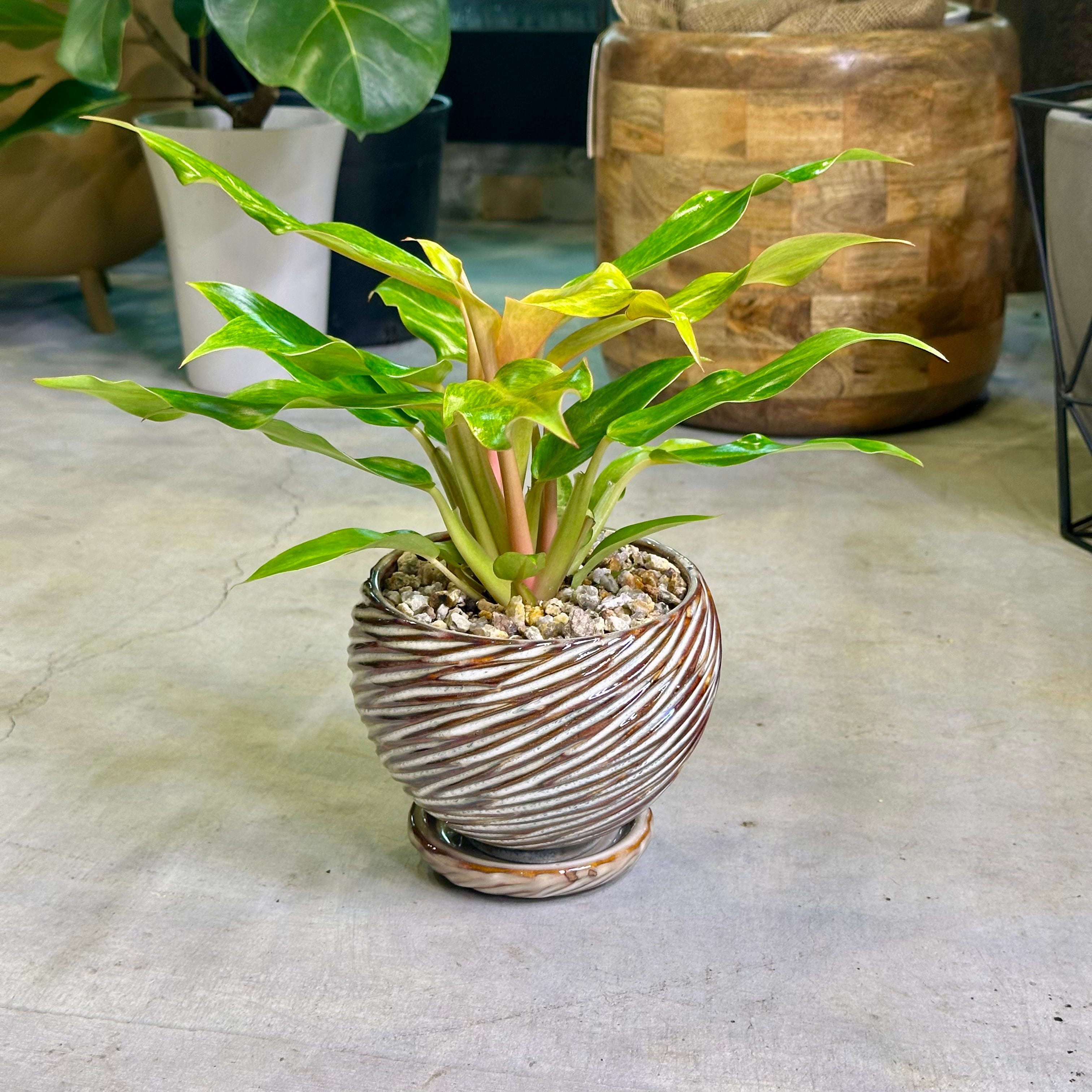 フィロデンドロン・オレンジマーマレード | barrelplants_BONSAI