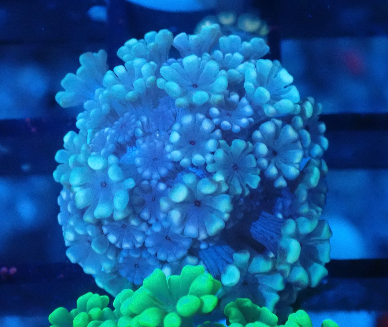 Alveopora FromMakassar Frag 20