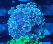 Alveopora FromMakassar Frag 20